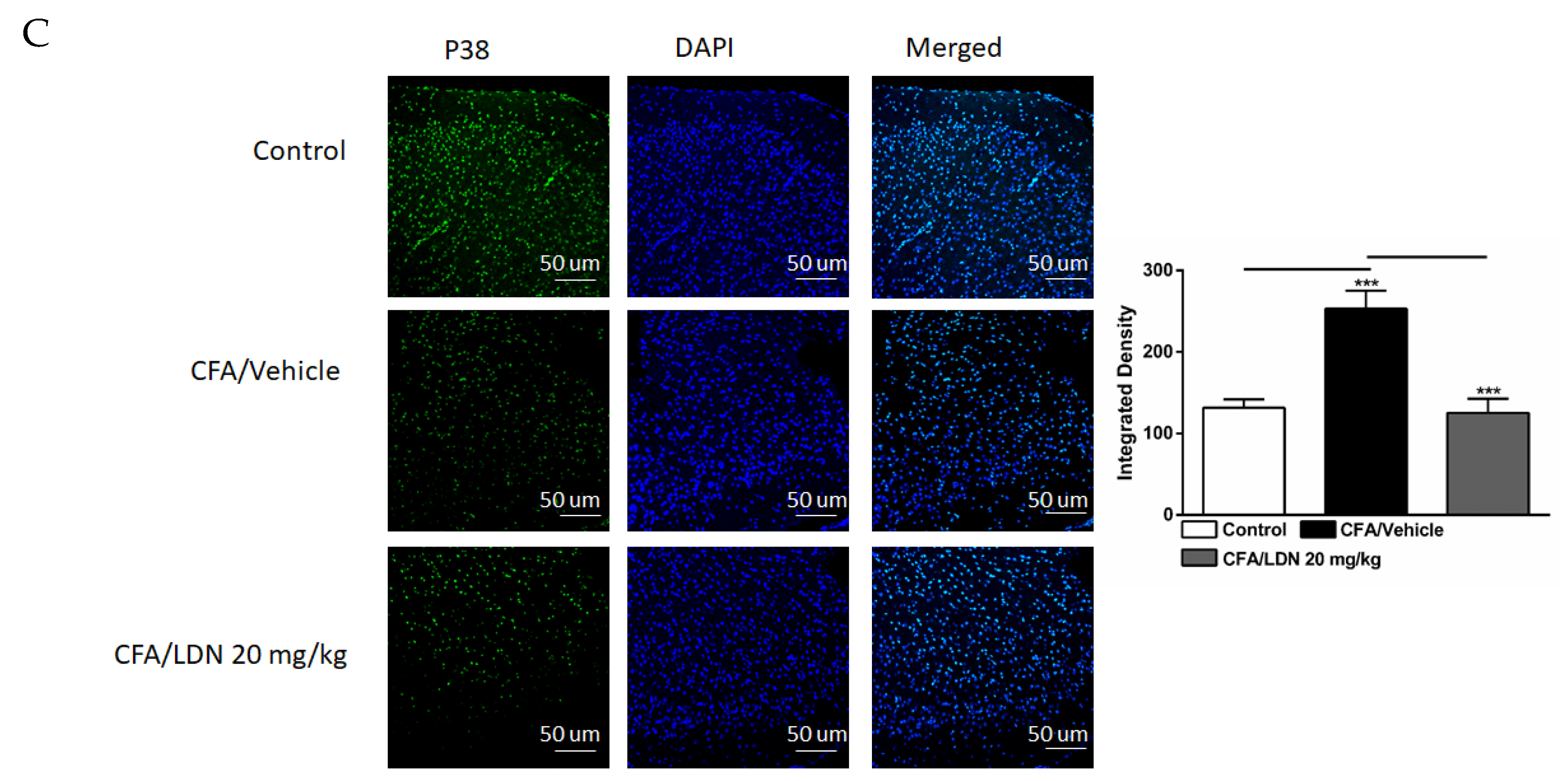 Brainsci 13 00807 g006b