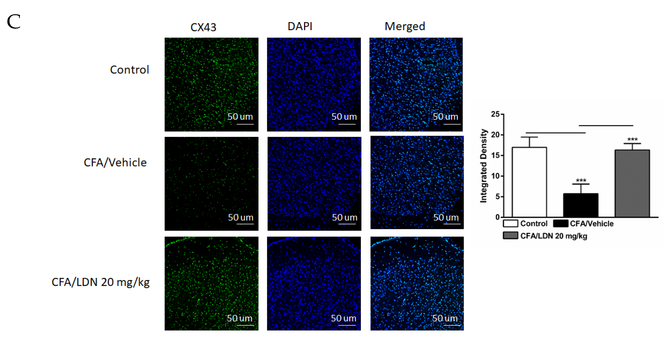 Brainsci 13 00807 g008b