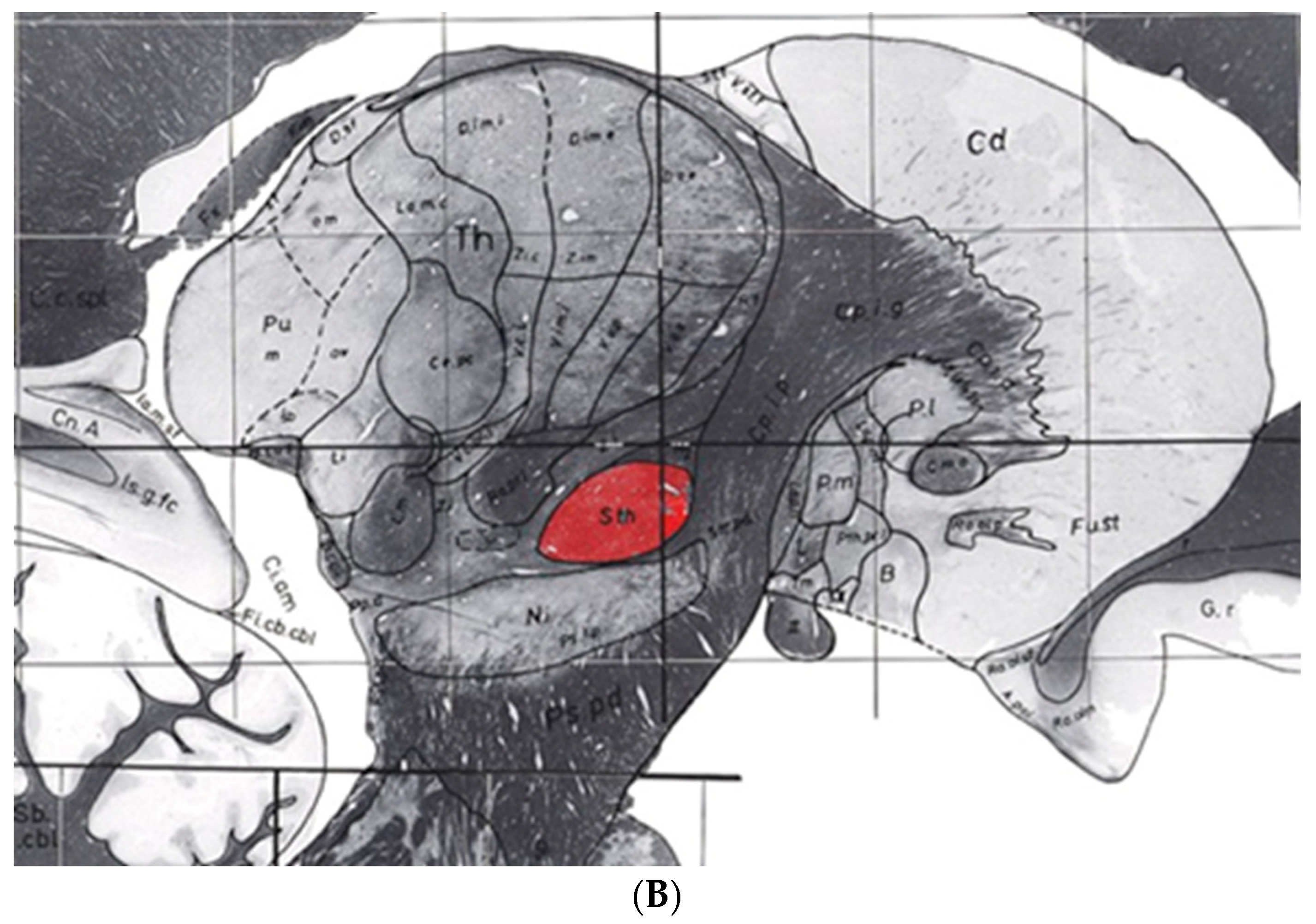 Brainsci 13 00830 g004b