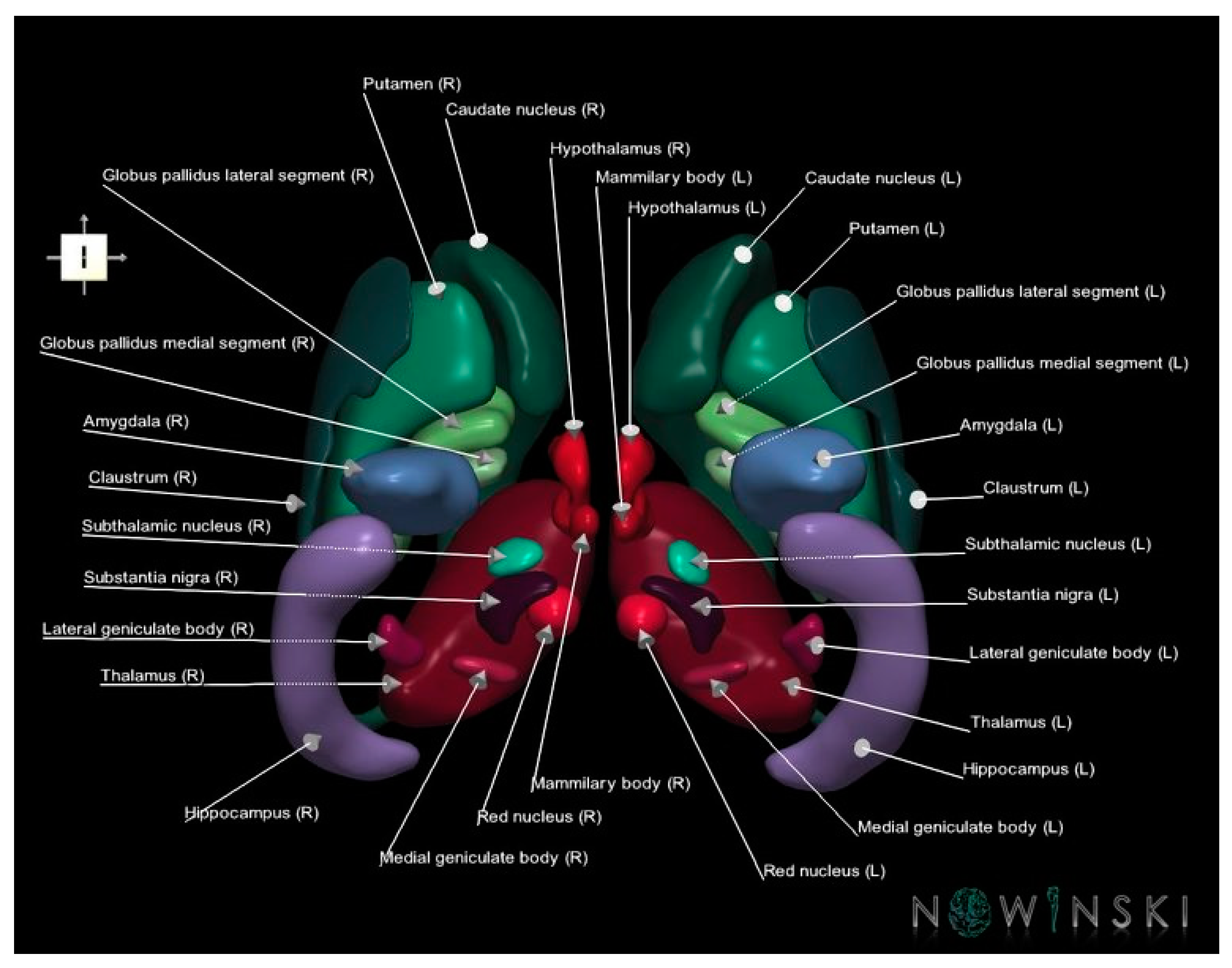 Brainsci 13 00830 g012