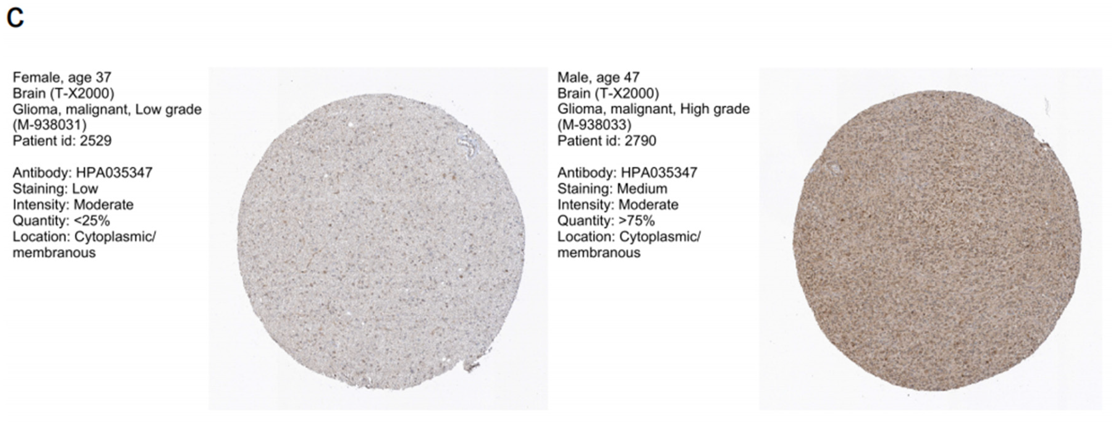 Brainsci 13 00851 g001b