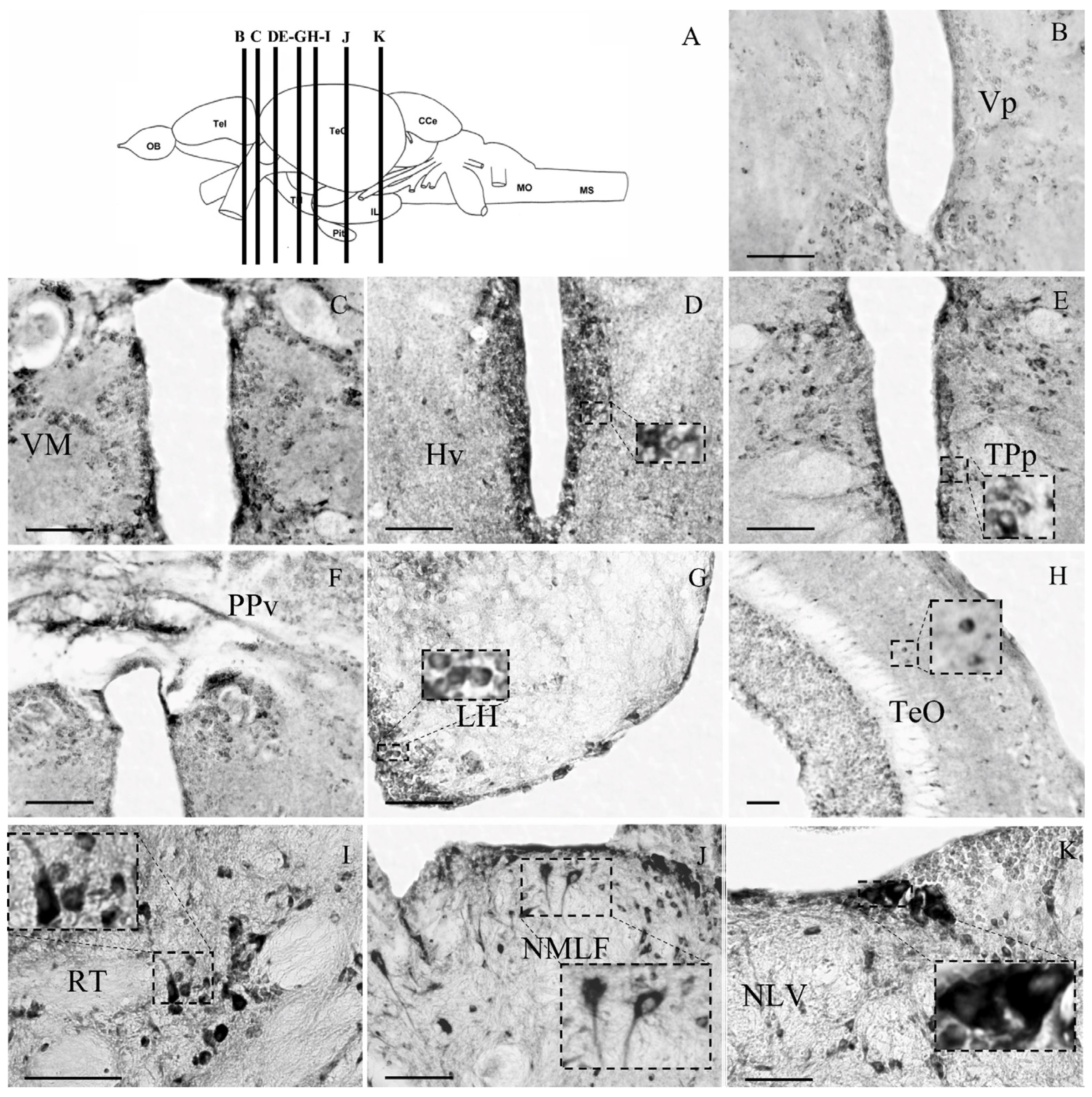 Brainsci 13 00861 g003