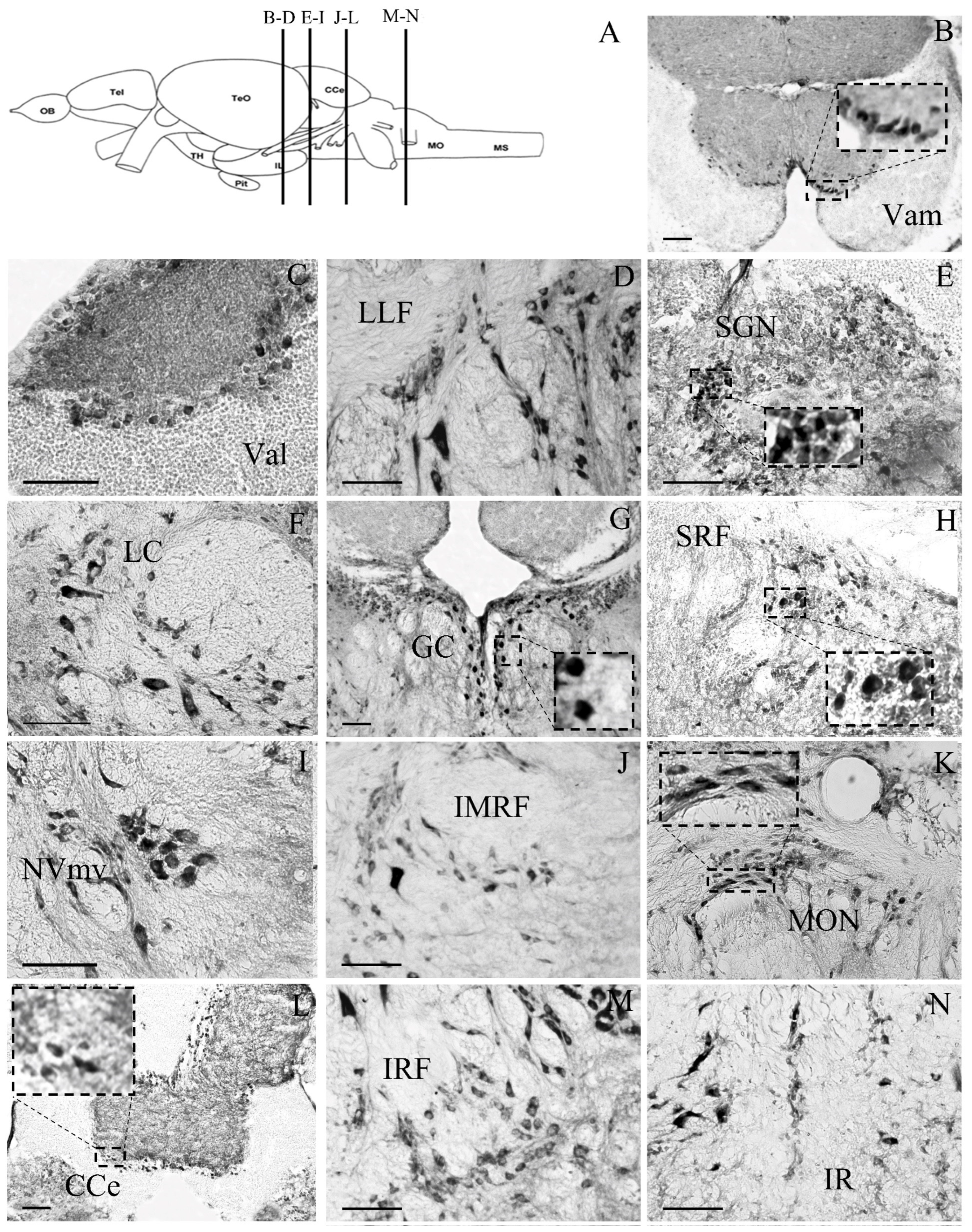 Brainsci 13 00861 g004