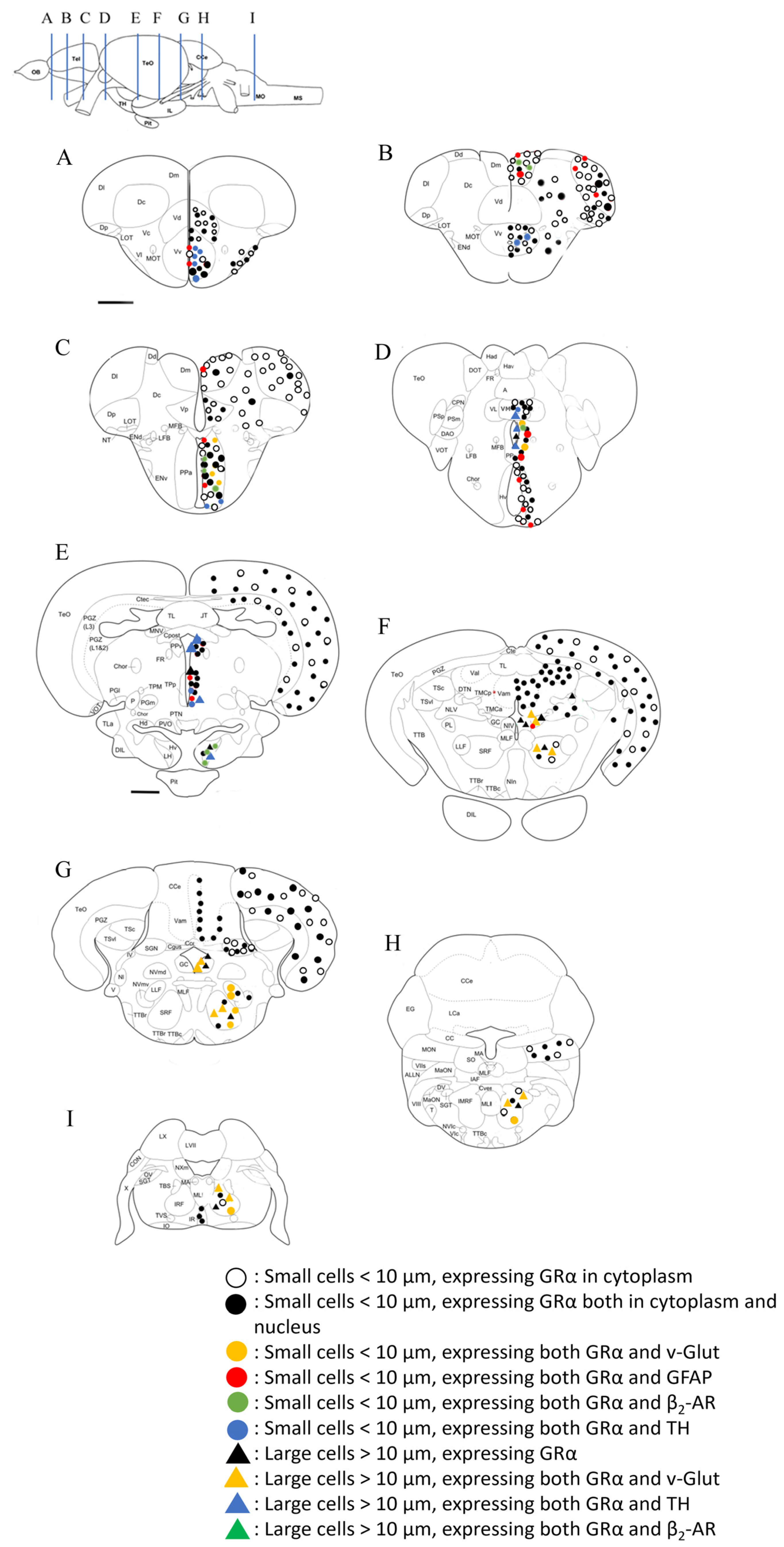Brainsci 13 00861 g009