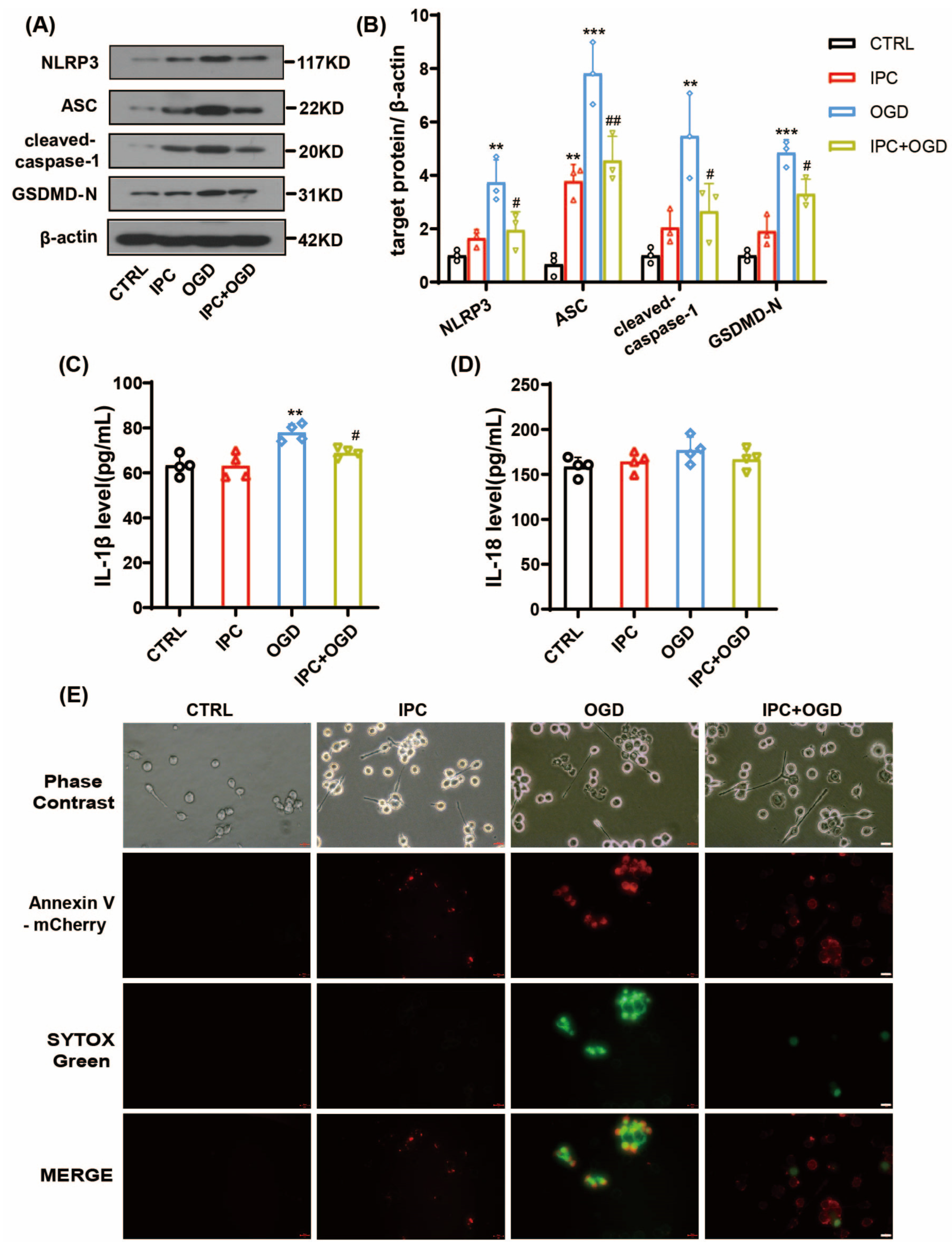 Brainsci 13 00897 g005
