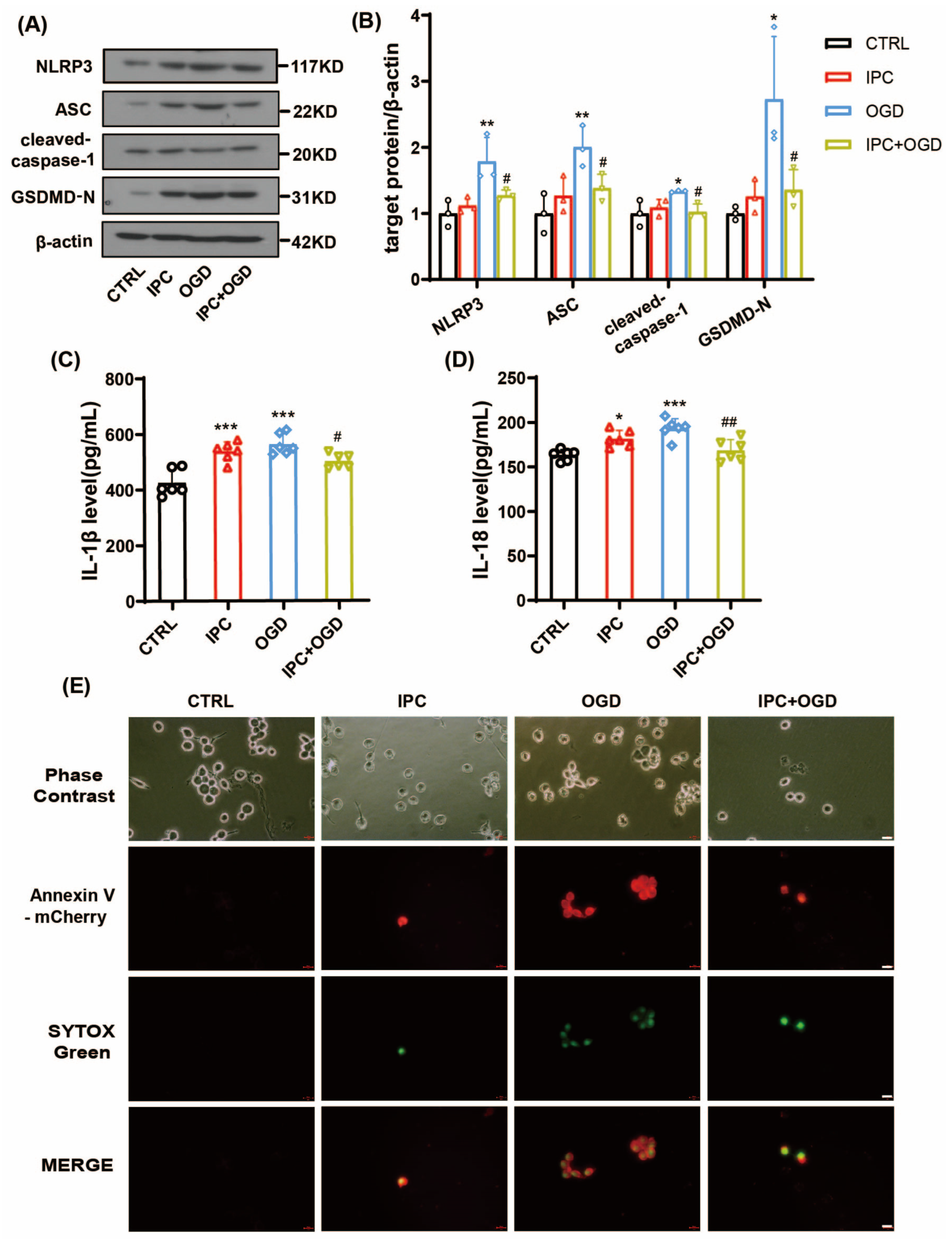 Brainsci 13 00897 g006