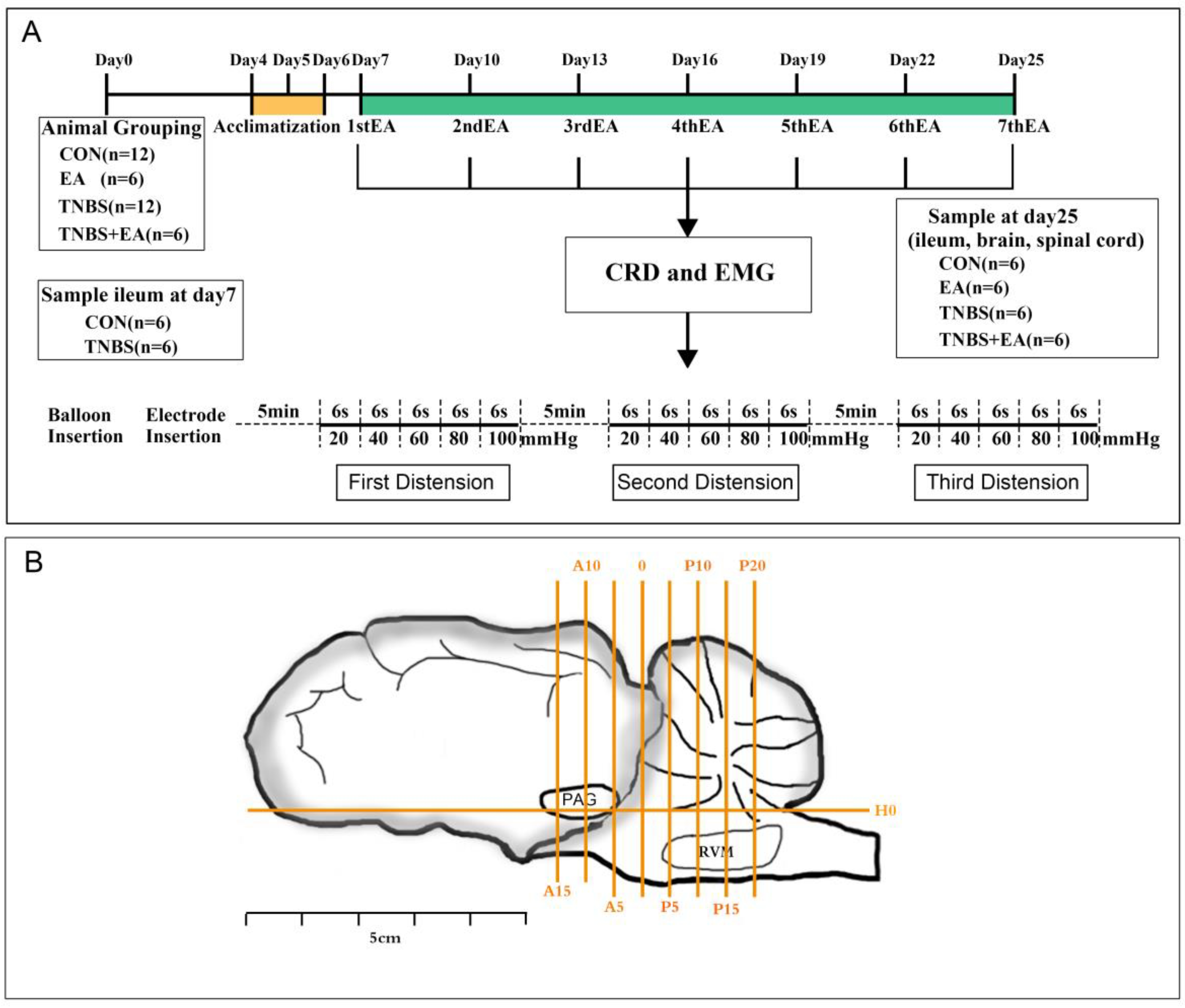 Brainsci 13 00922 g001