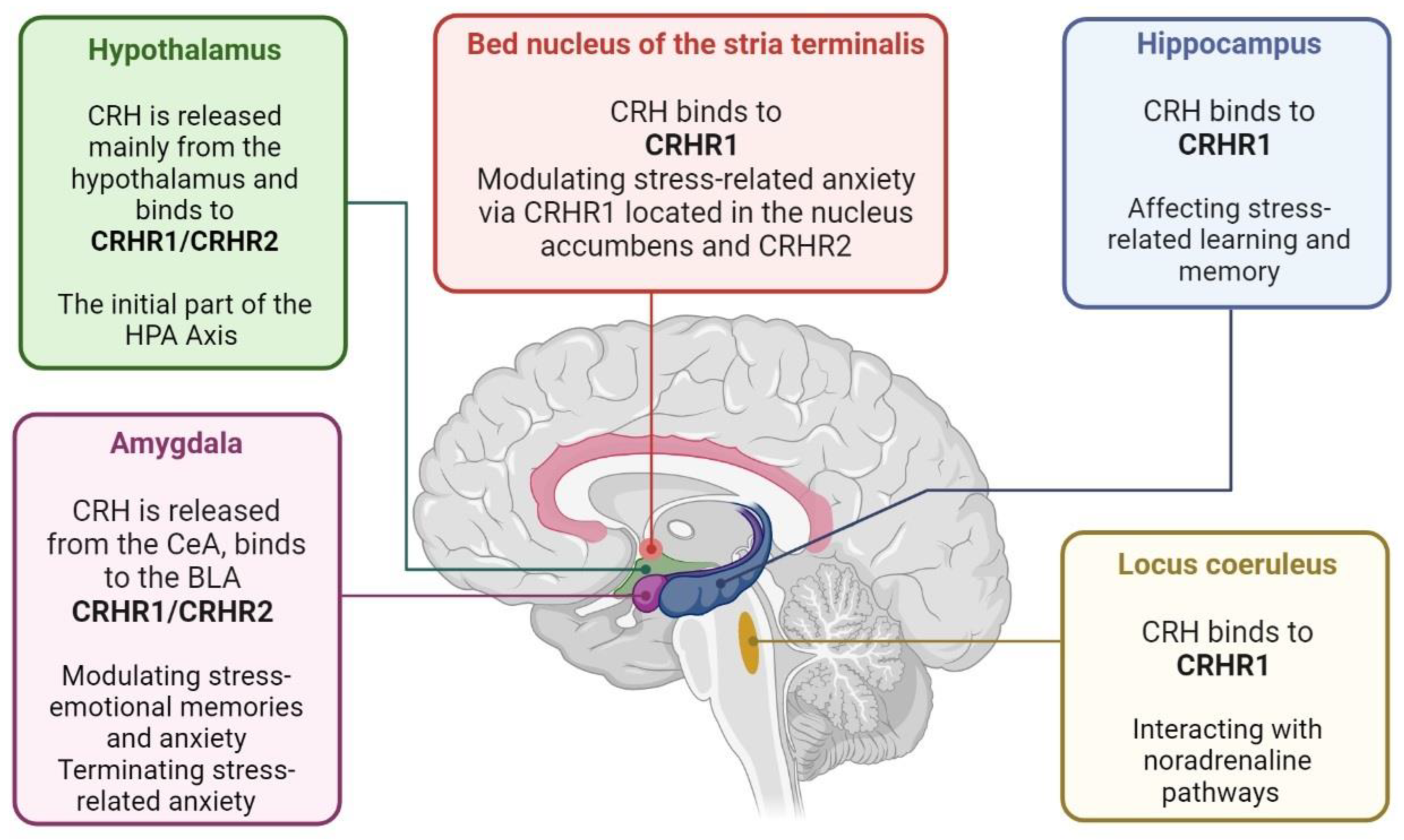 Brainsci 13 01010 g002