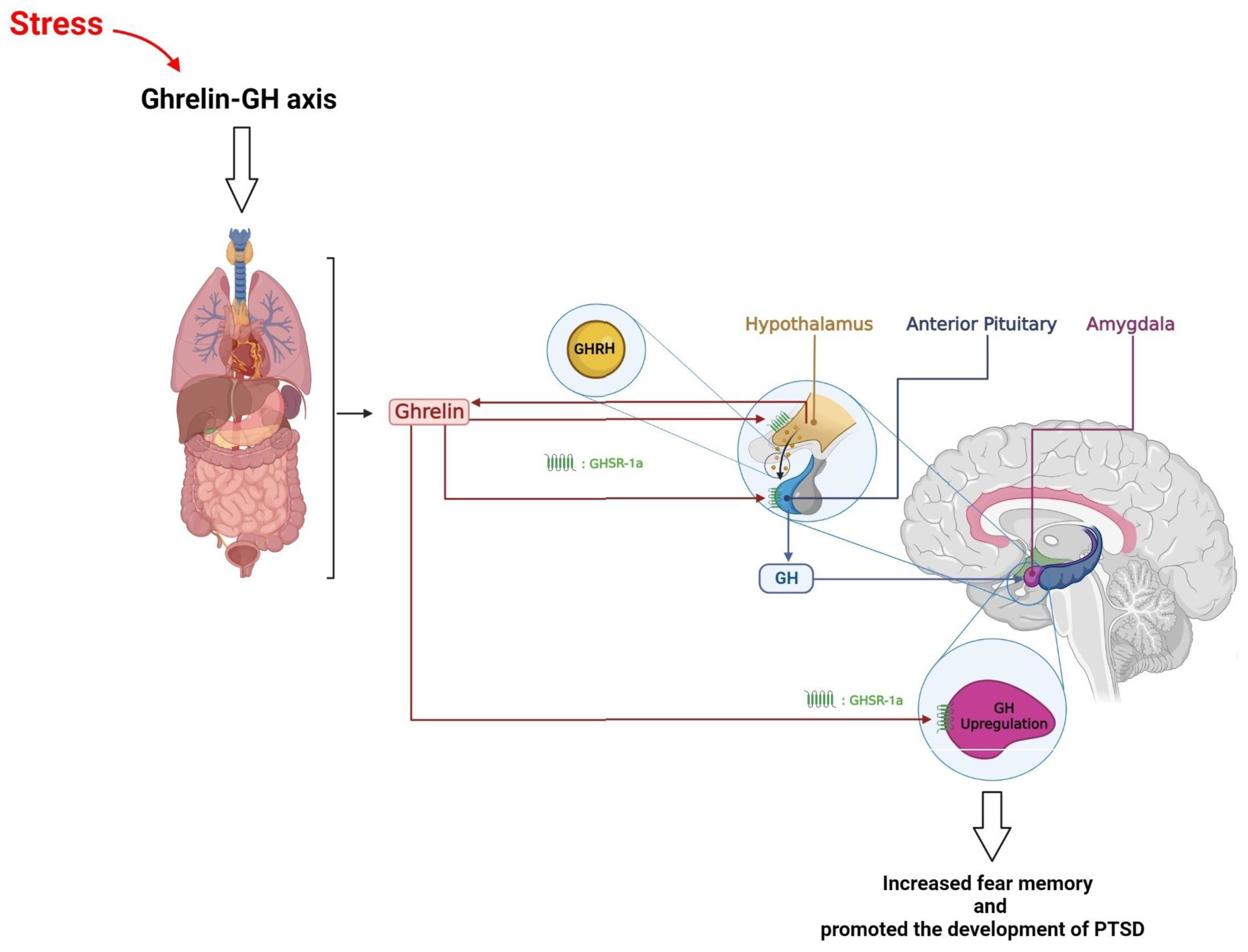 Brainsci 13 01010 g003