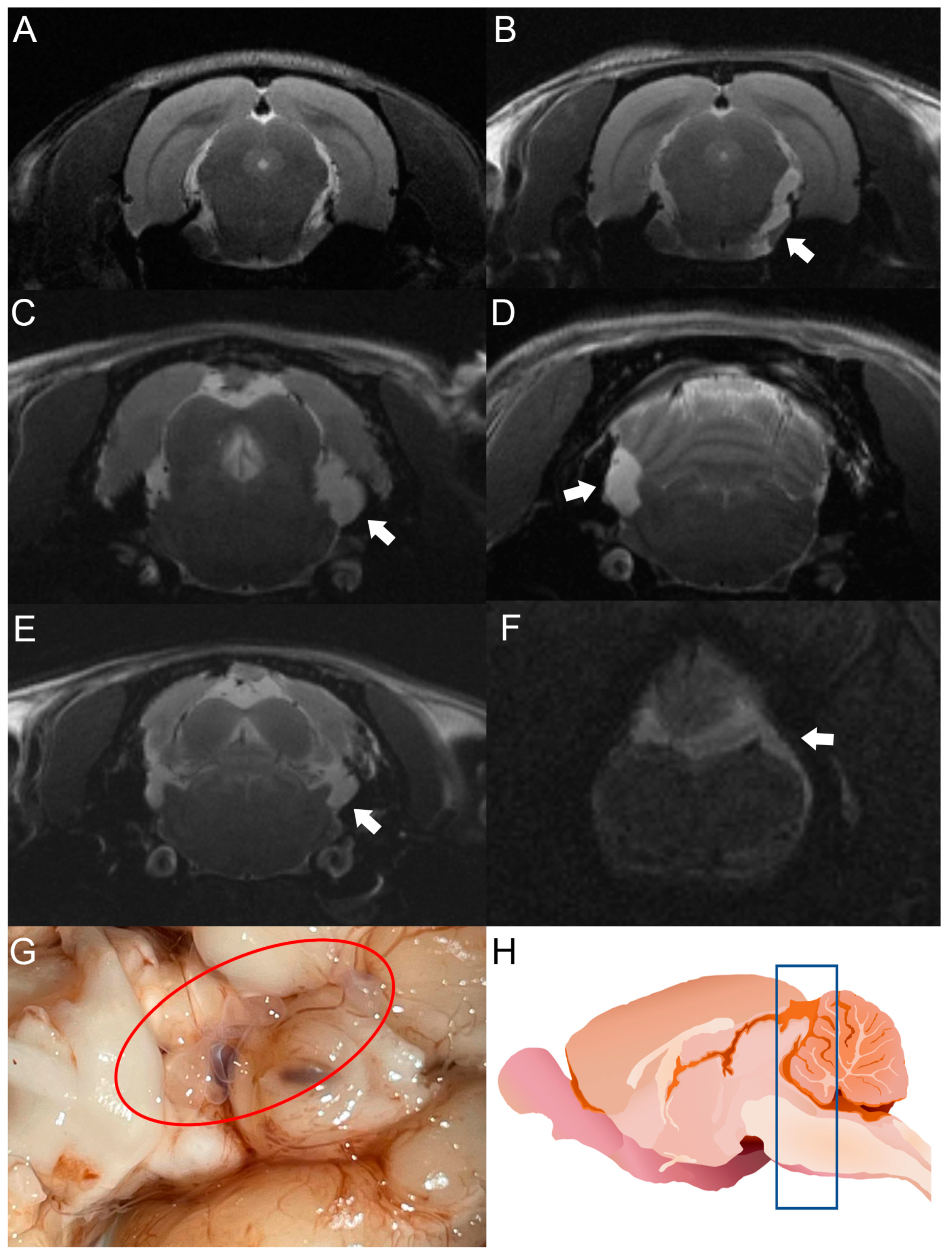 Brainsci 13 01021 g003