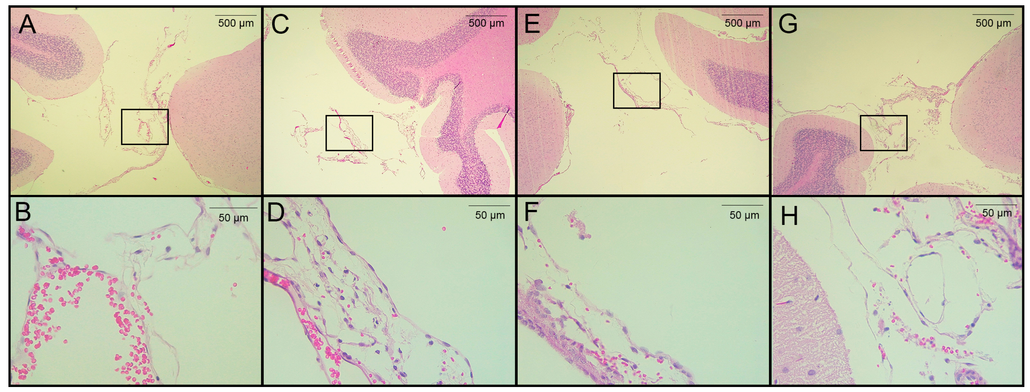 Brainsci 13 01021 g004