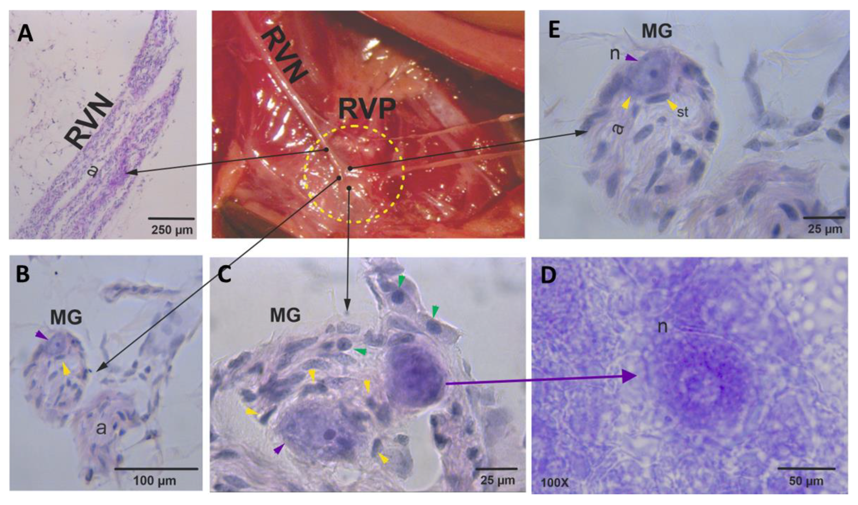 Brainsci 13 01032 g002