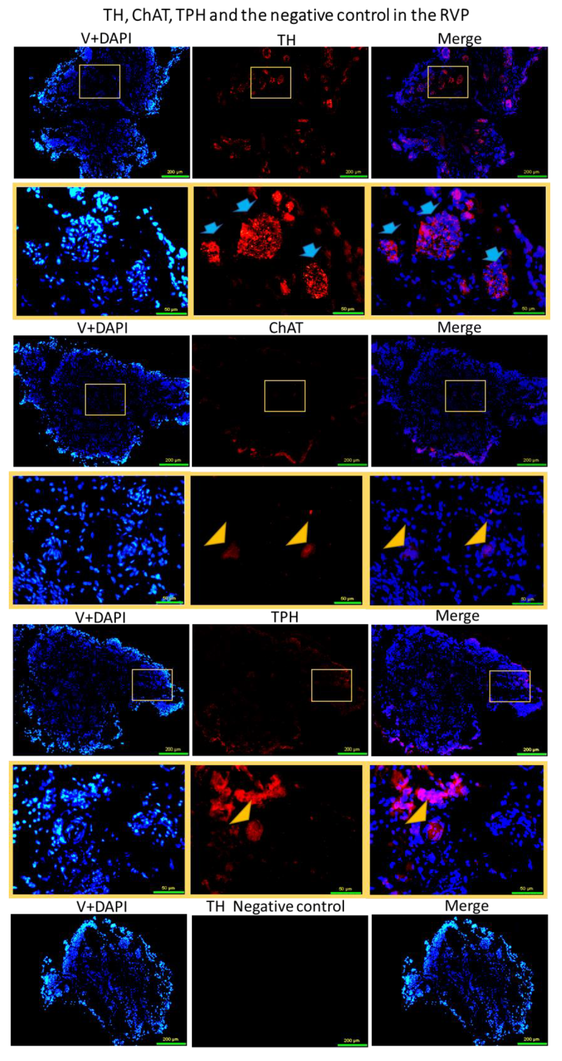 Brainsci 13 01032 g003