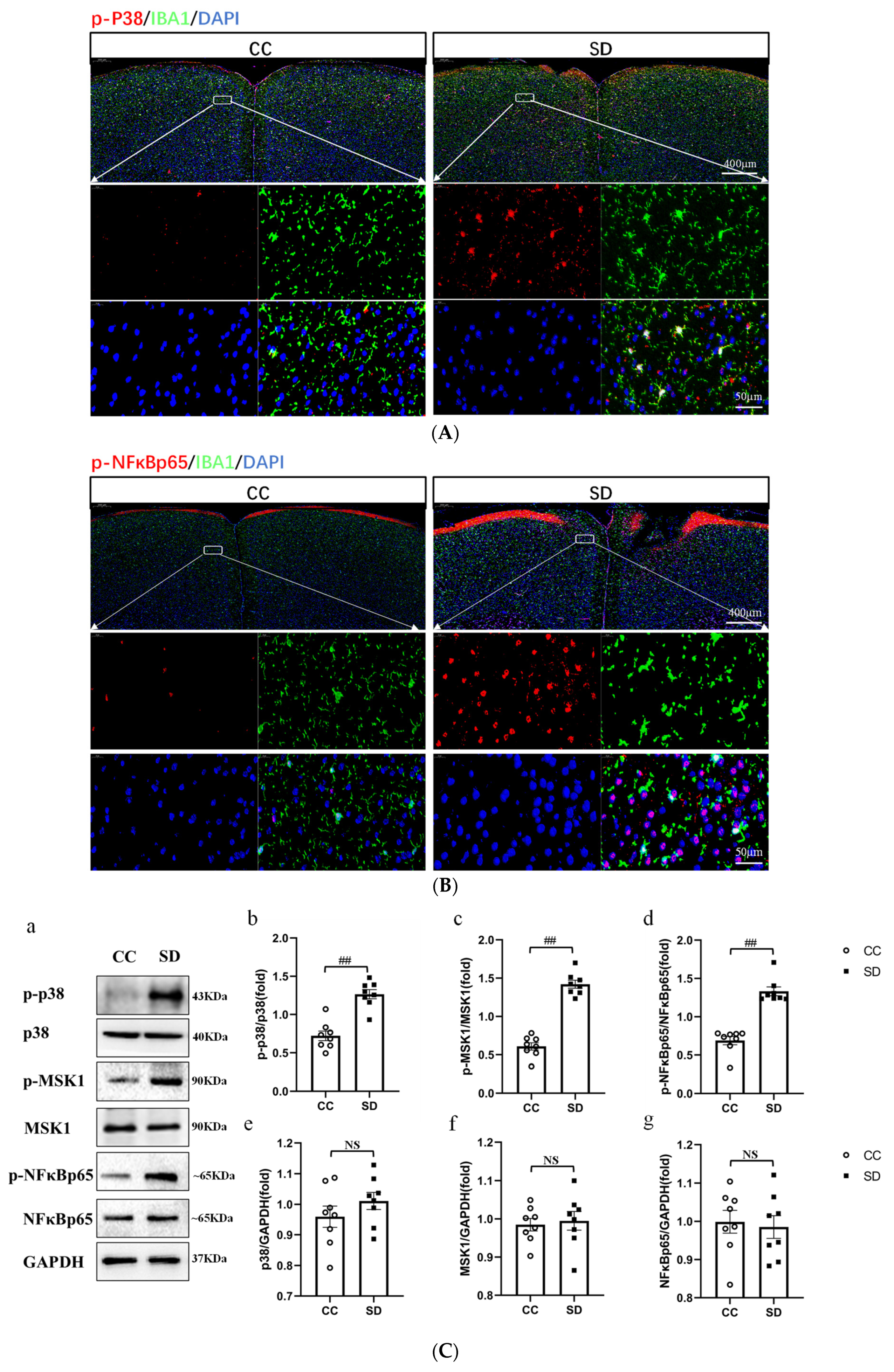 Brainsci 13 01058 g004 Brainsci 13 01058 g004