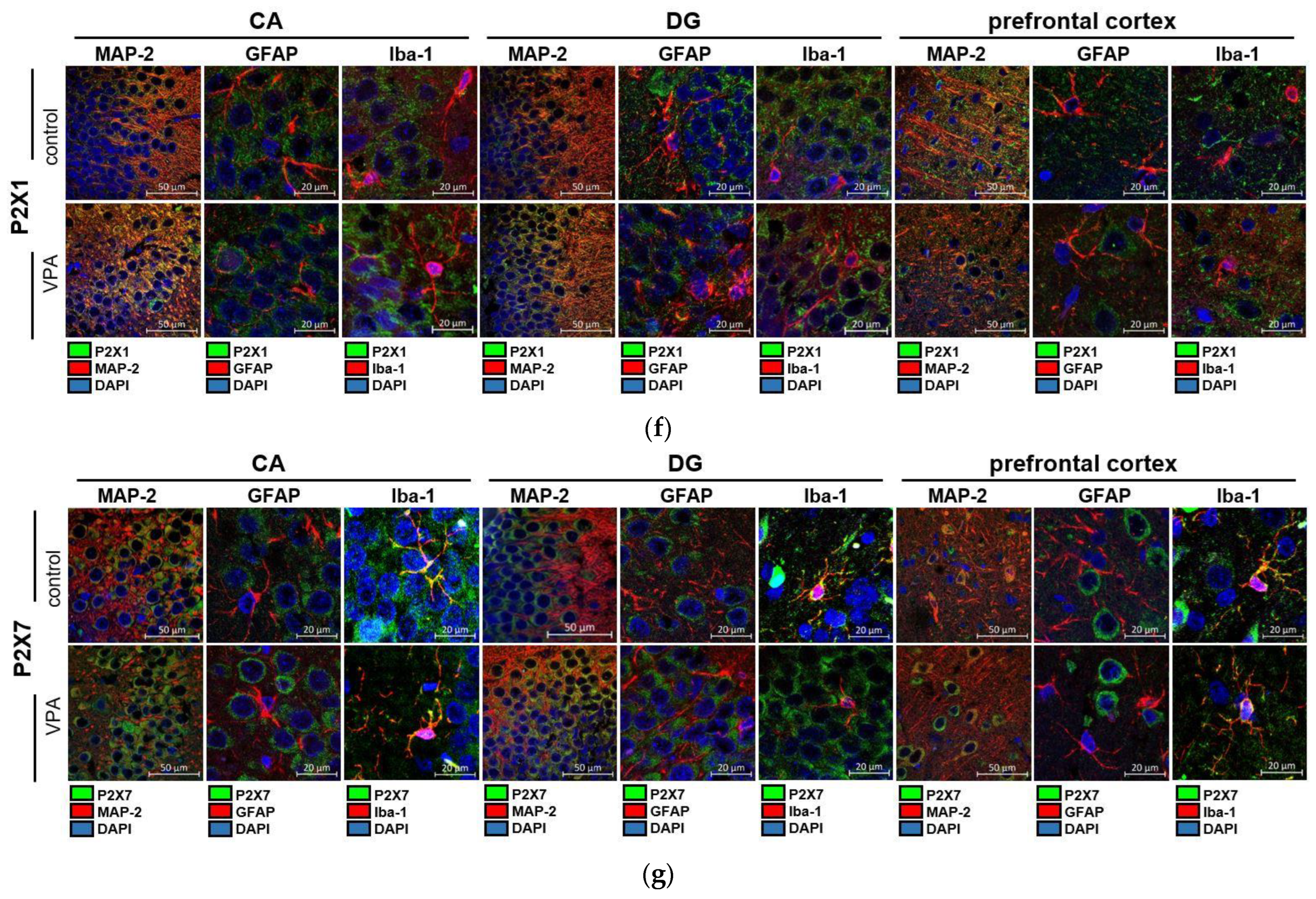 Brainsci 13 01088 g005b