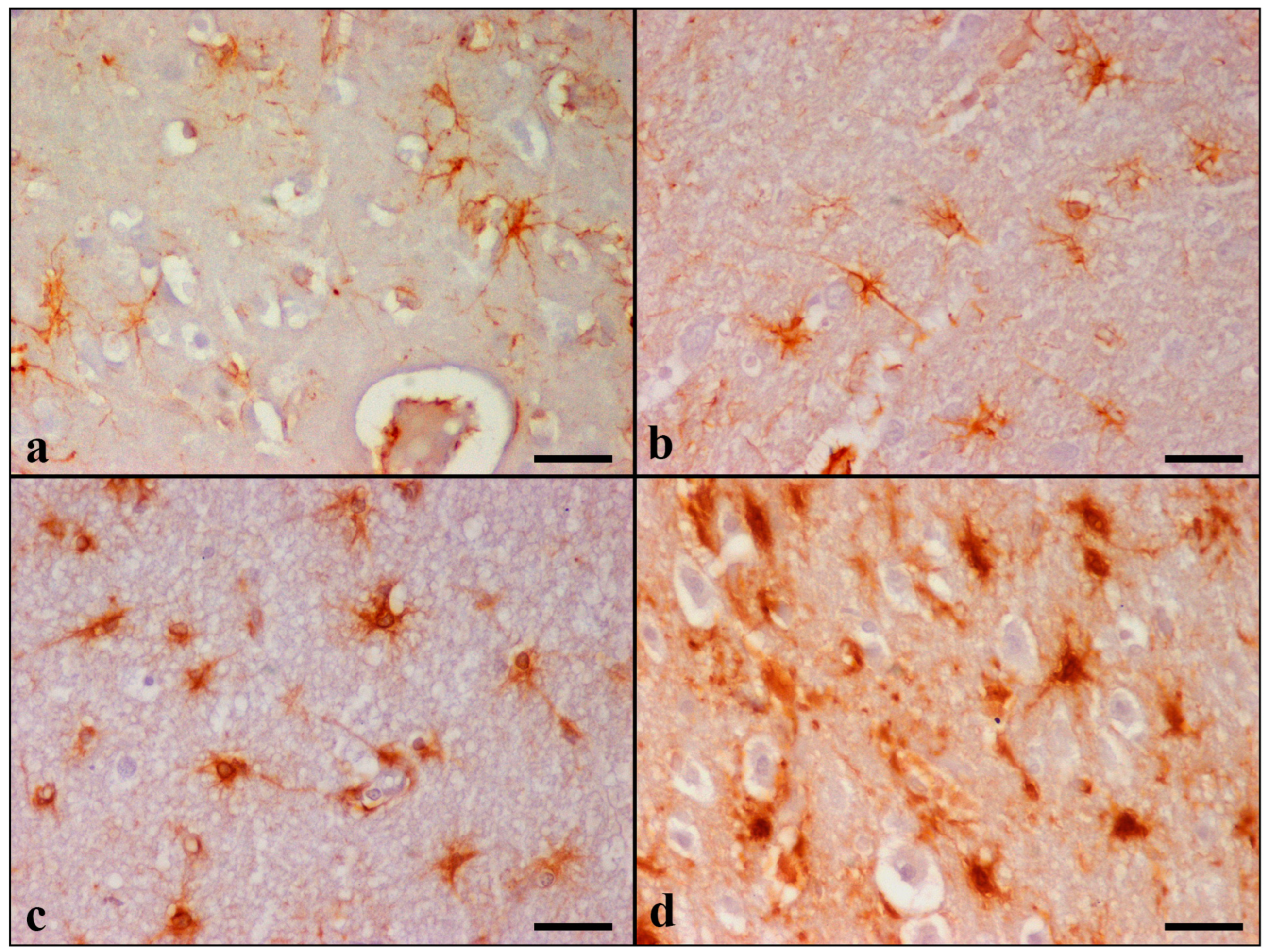 Brainsci 13 01115 g003