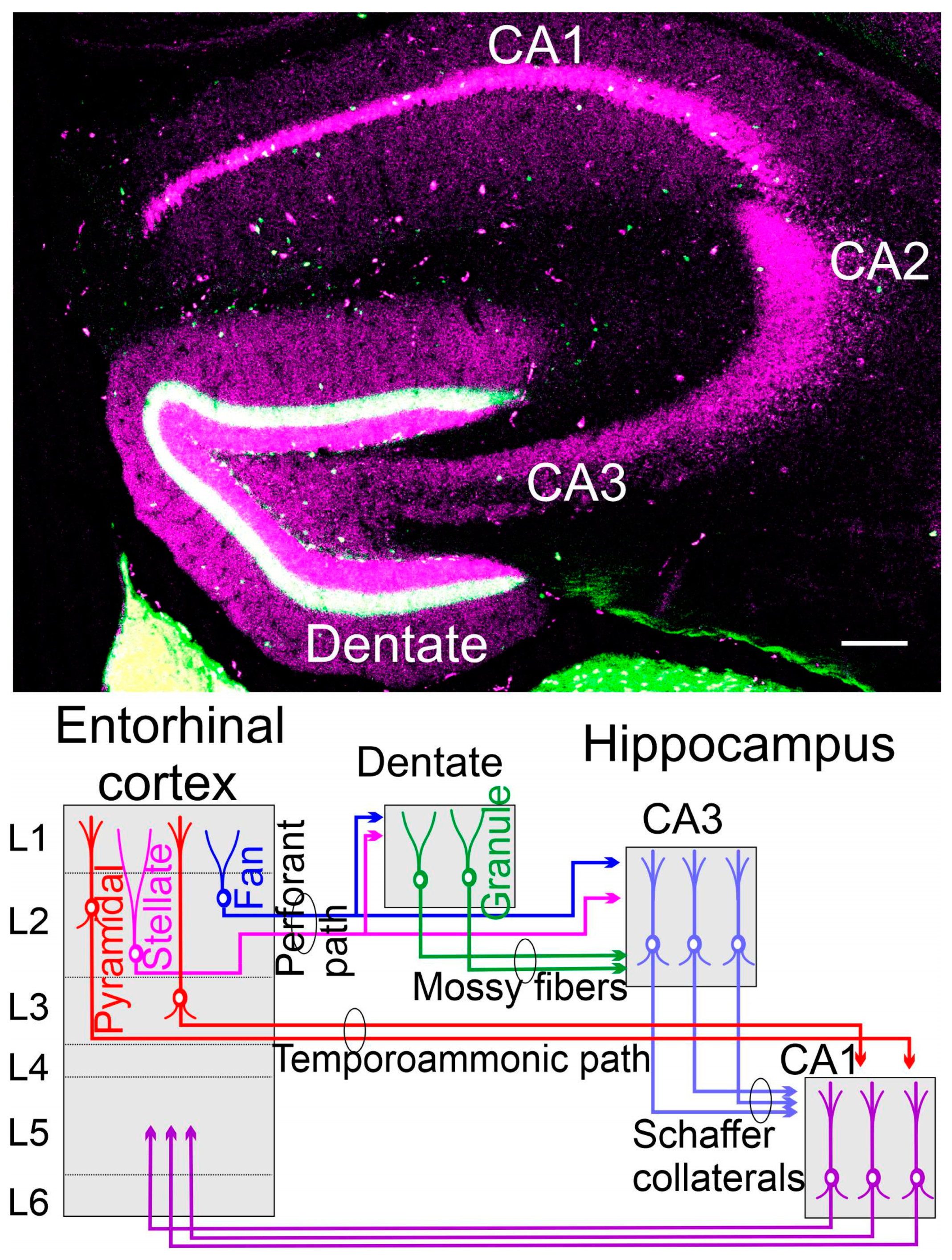 Brainsci 13 01190 g003