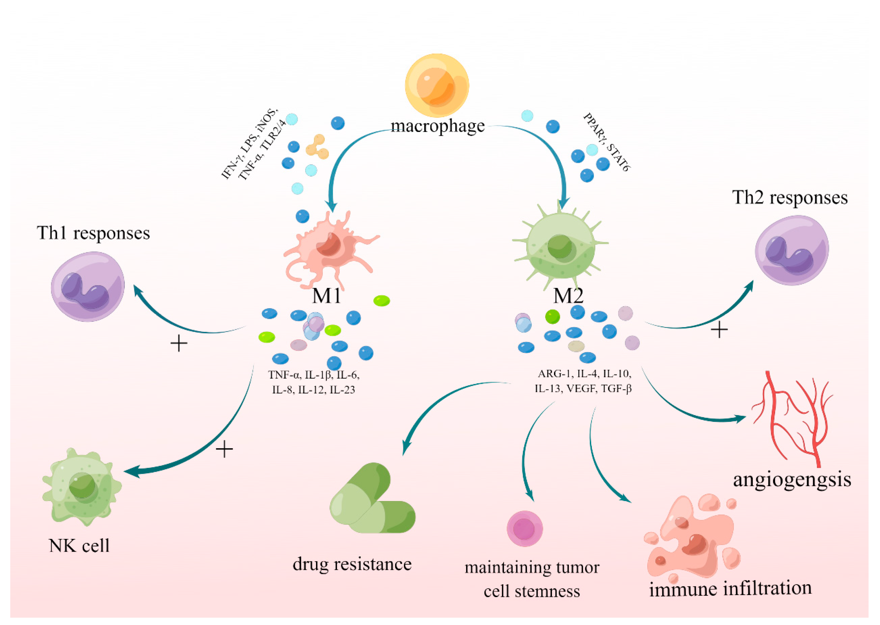 Brainsci 13 01269 g001