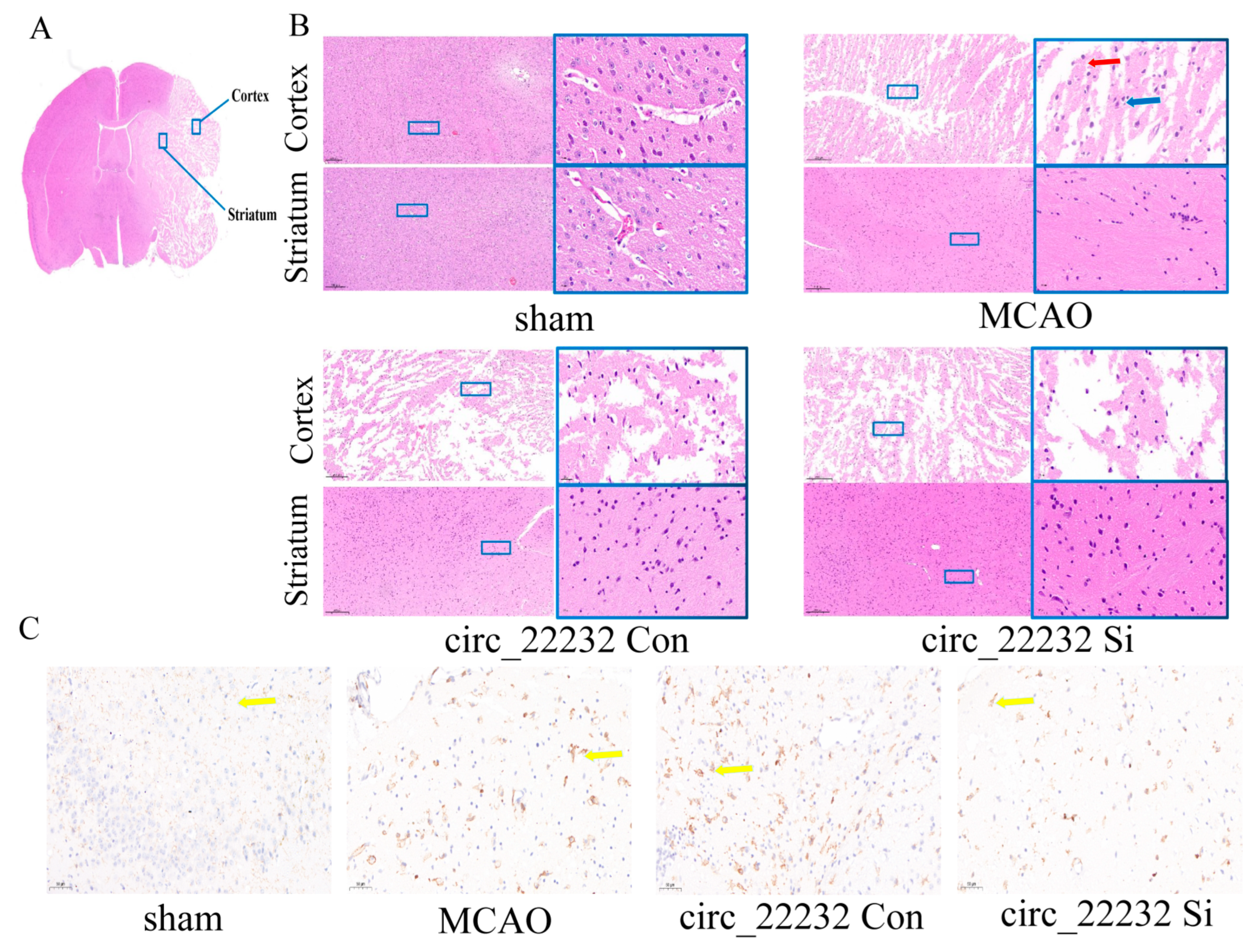 Brainsci 13 01283 g006