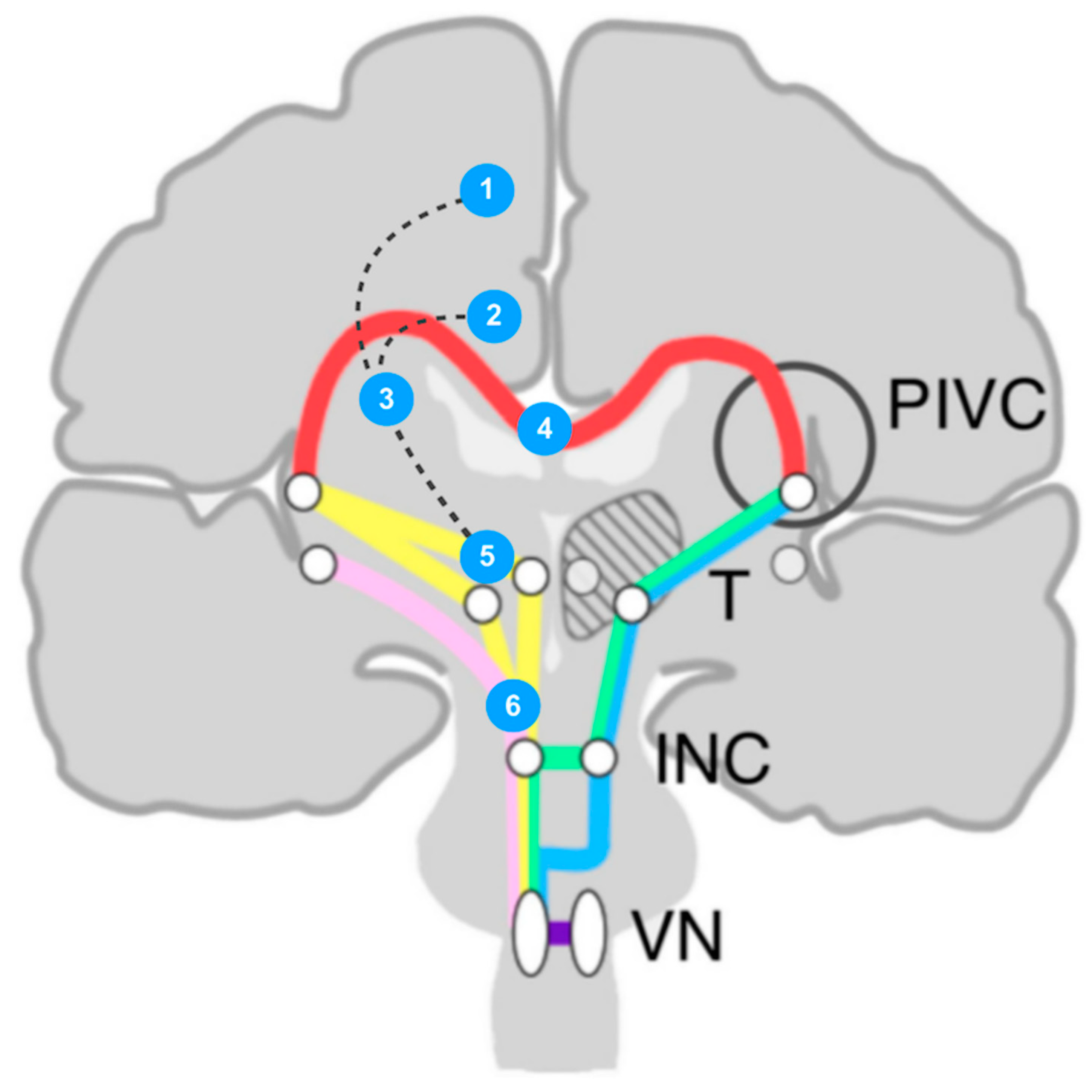 Brainsci 13 01371 g003