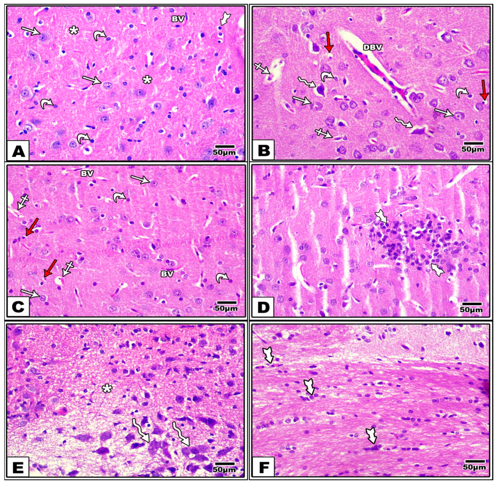 Brainsci 13 01383 g002