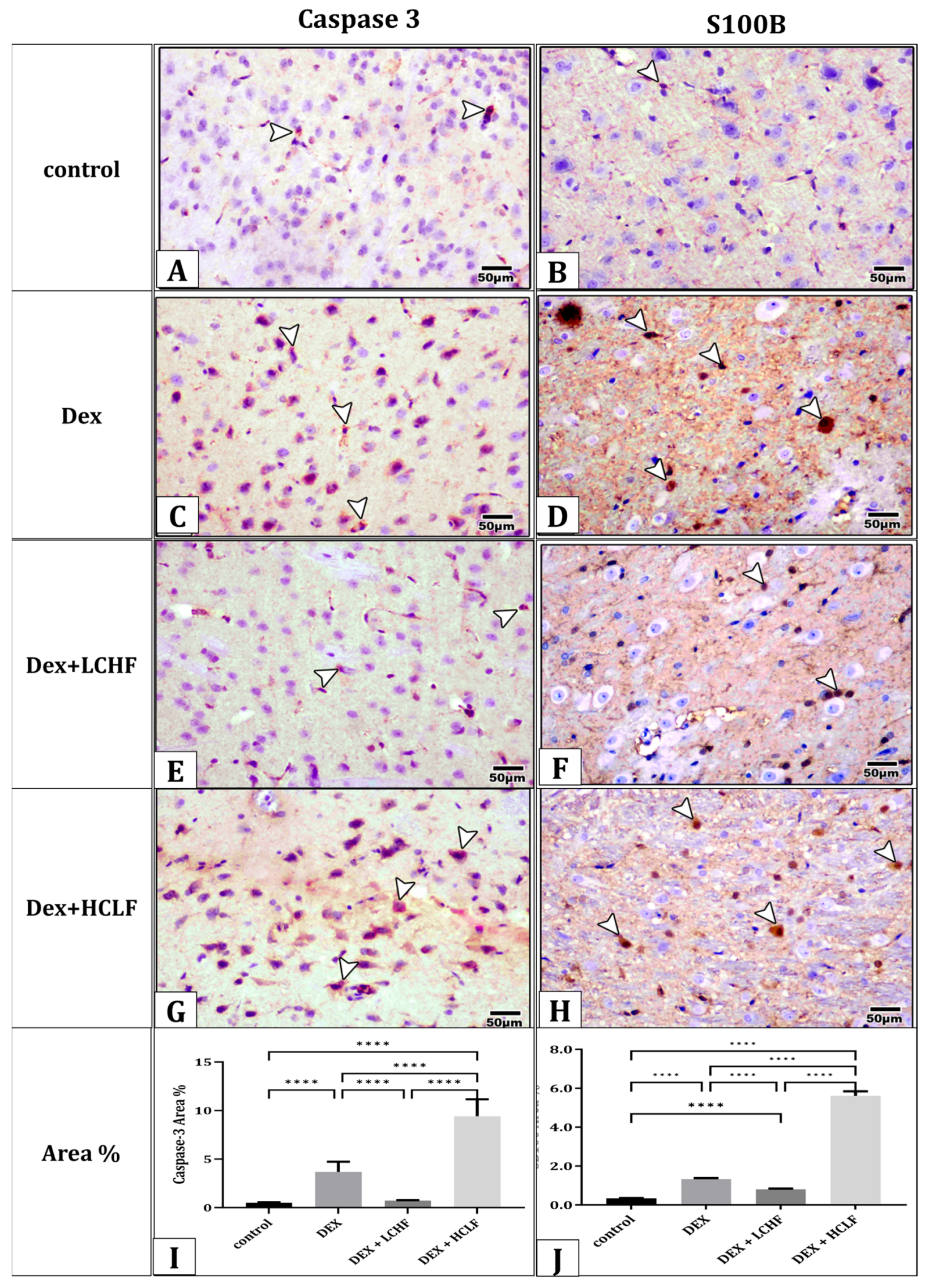 Brainsci 13 01383 g007