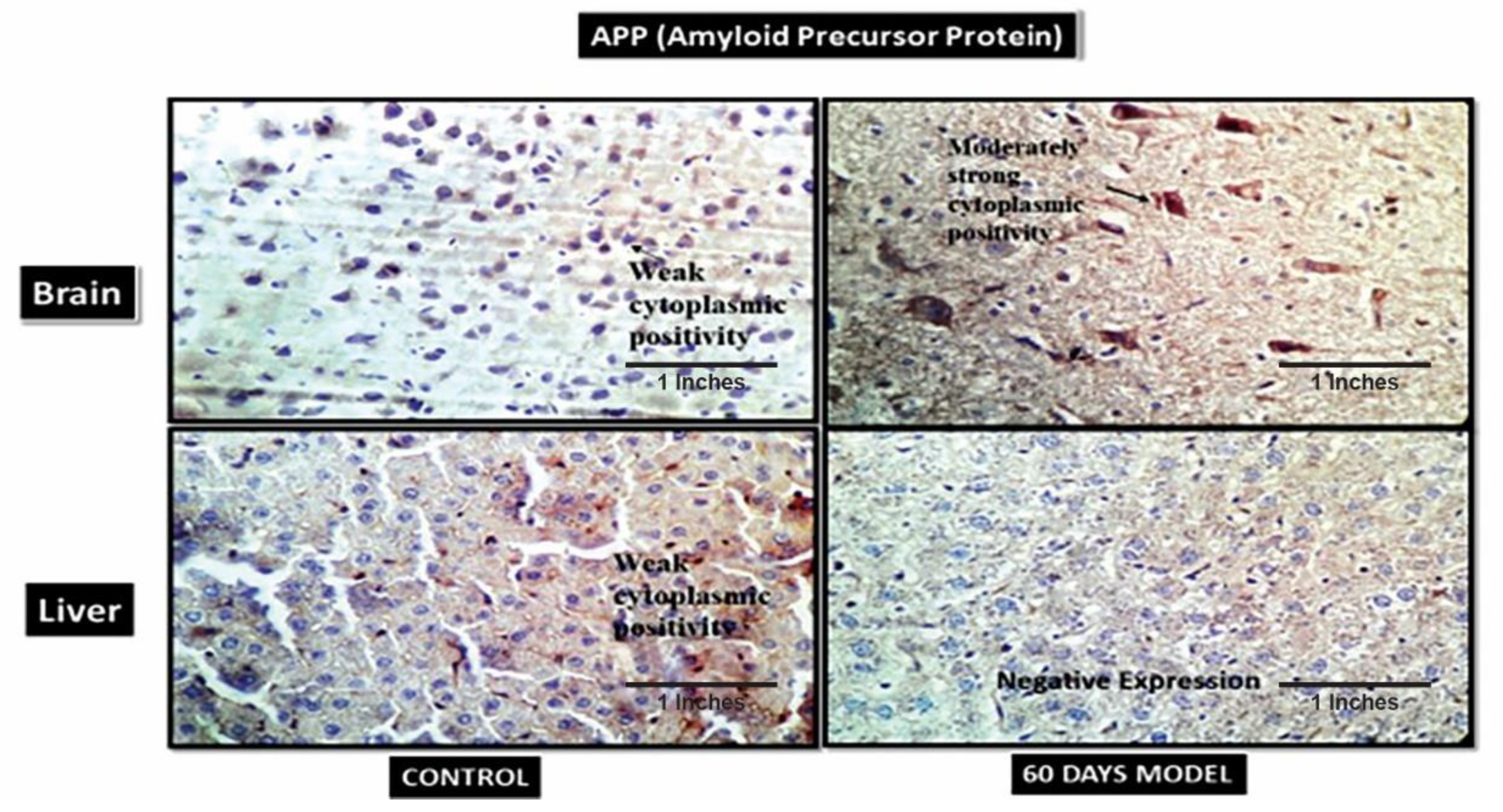 Brainsci 13 01391 g010