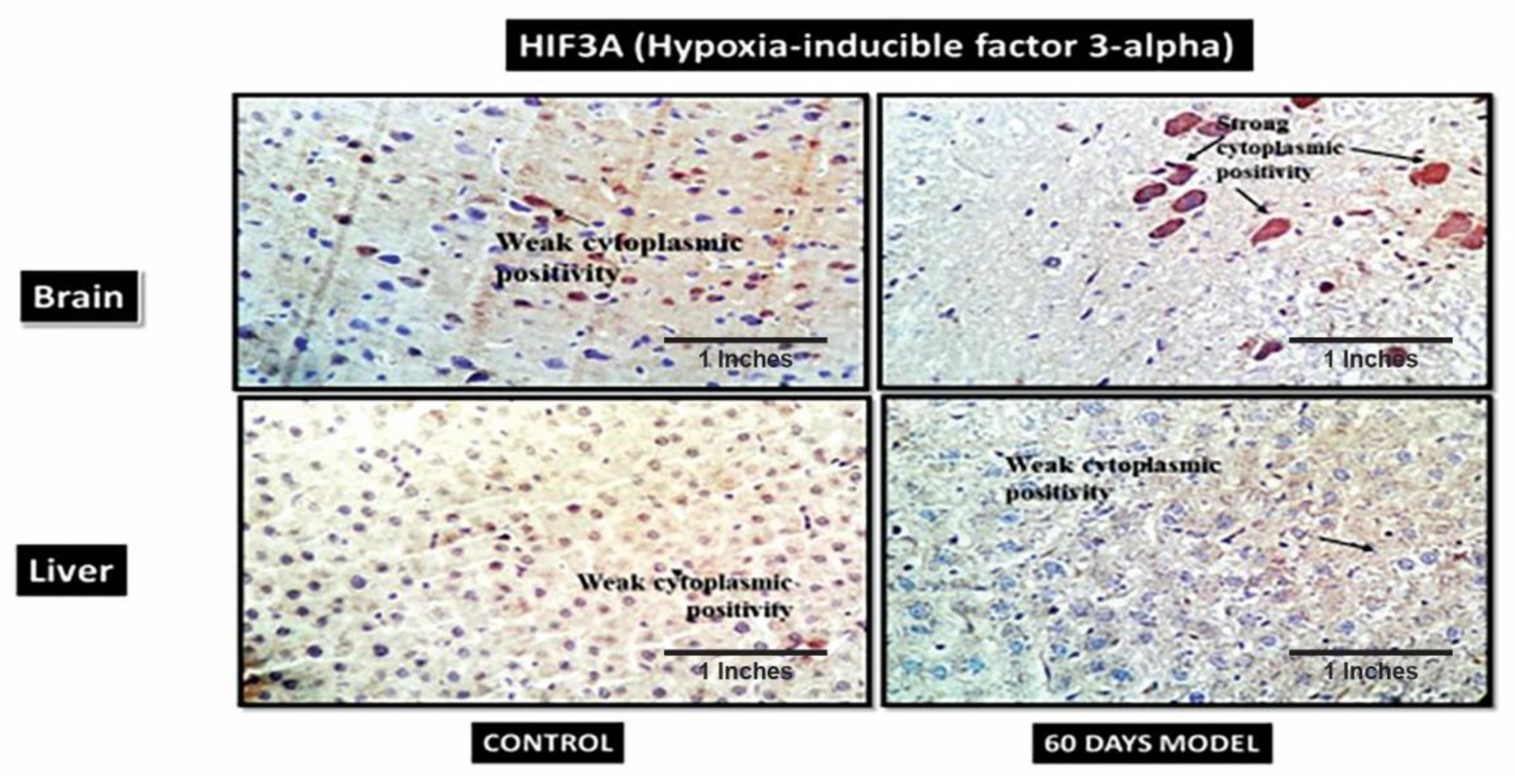 Brainsci 13 01391 g011