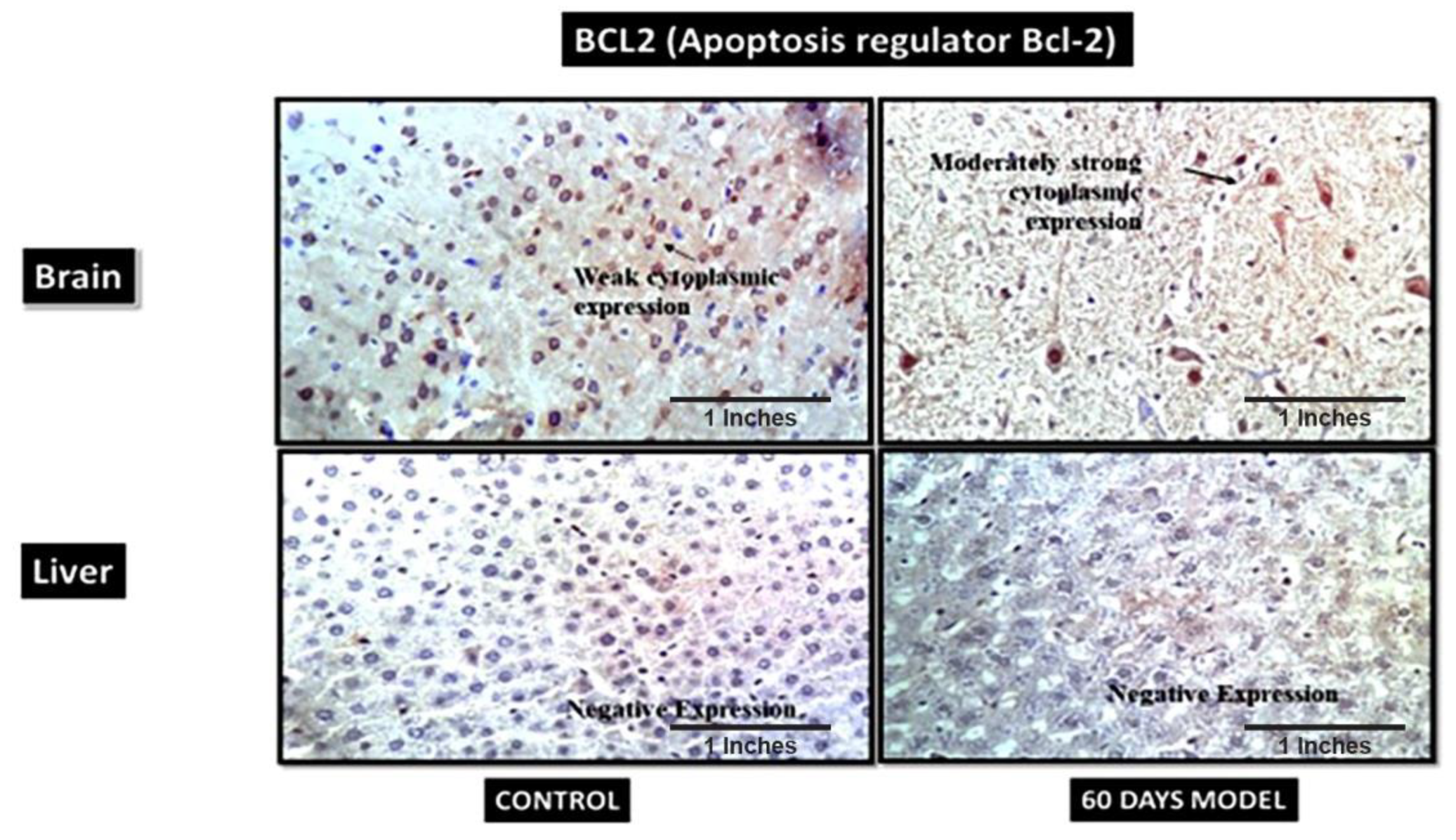 Brainsci 13 01391 g012