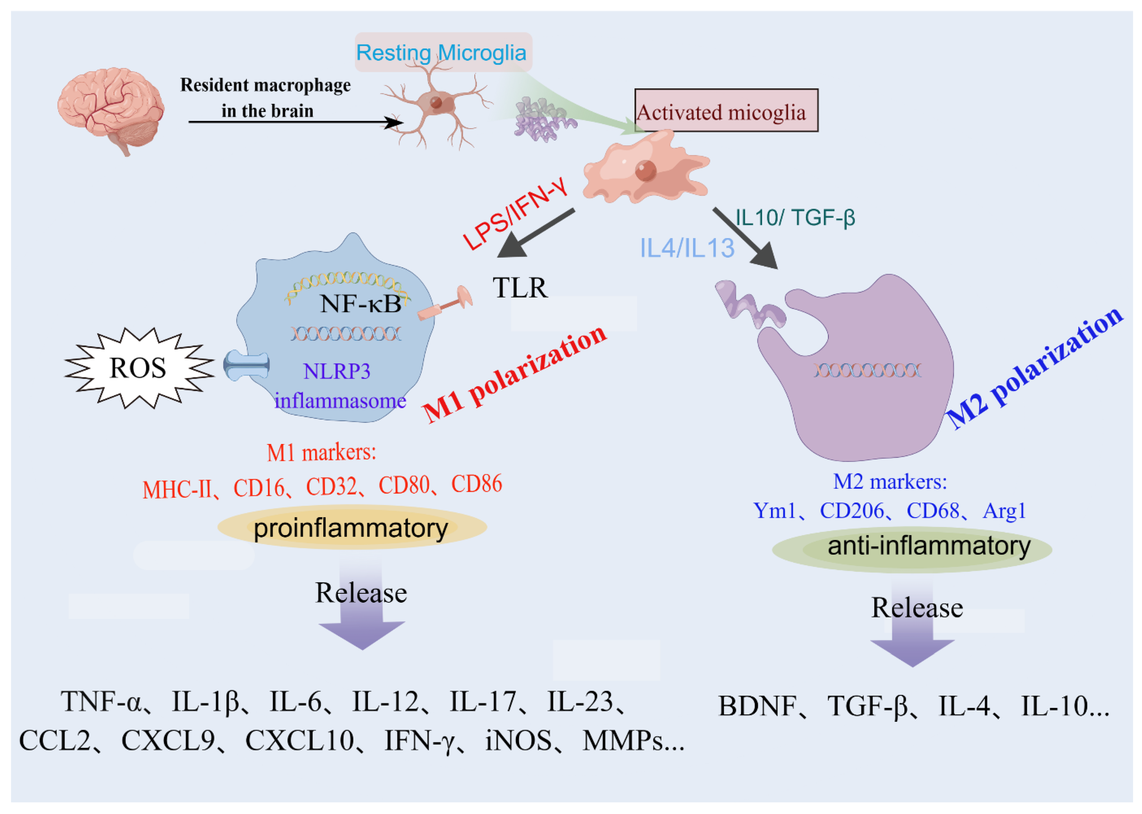 Brainsci 13 01453 g001