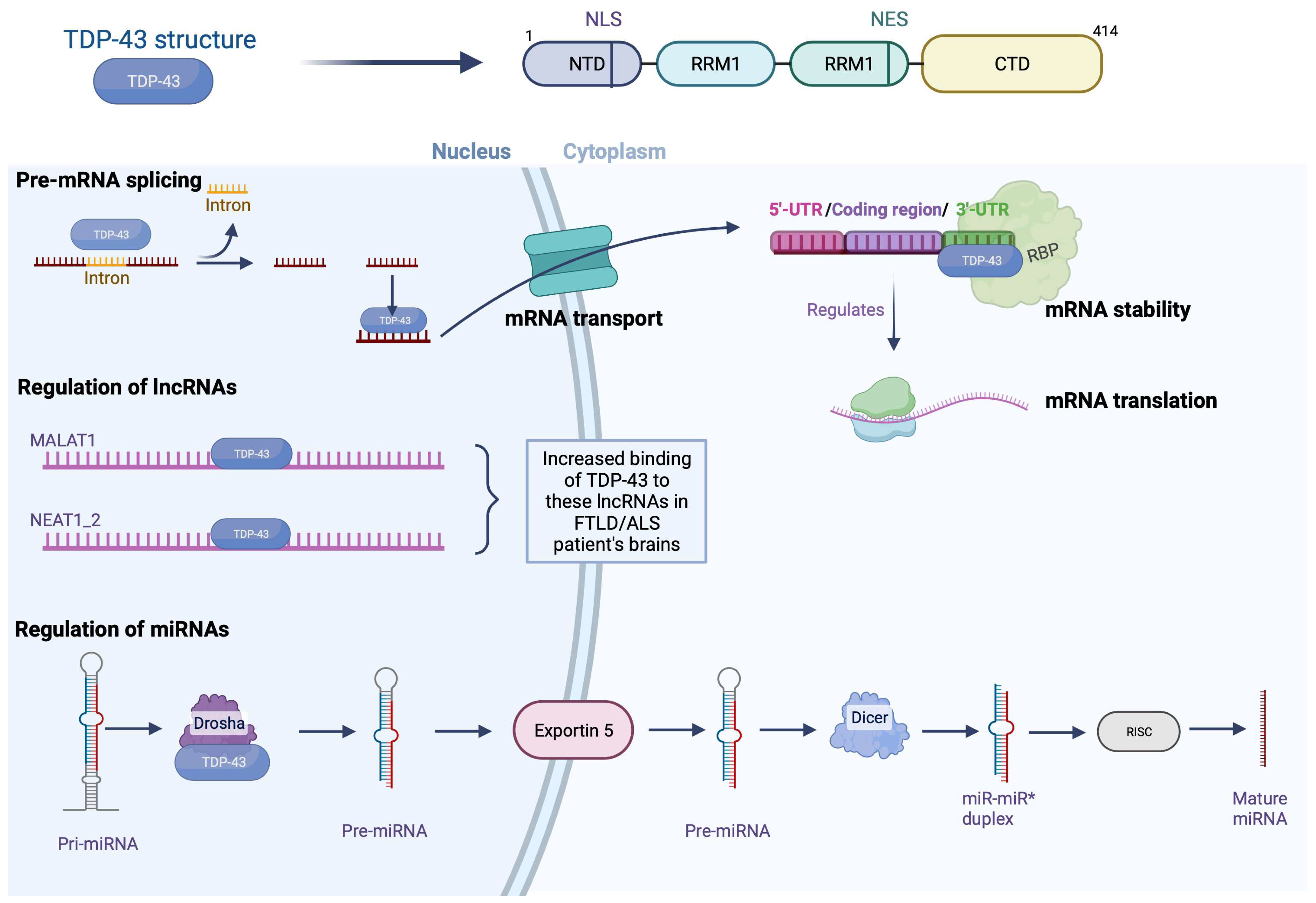 Brainsci 13 01474 g001 Brainsci 13 01474 g001