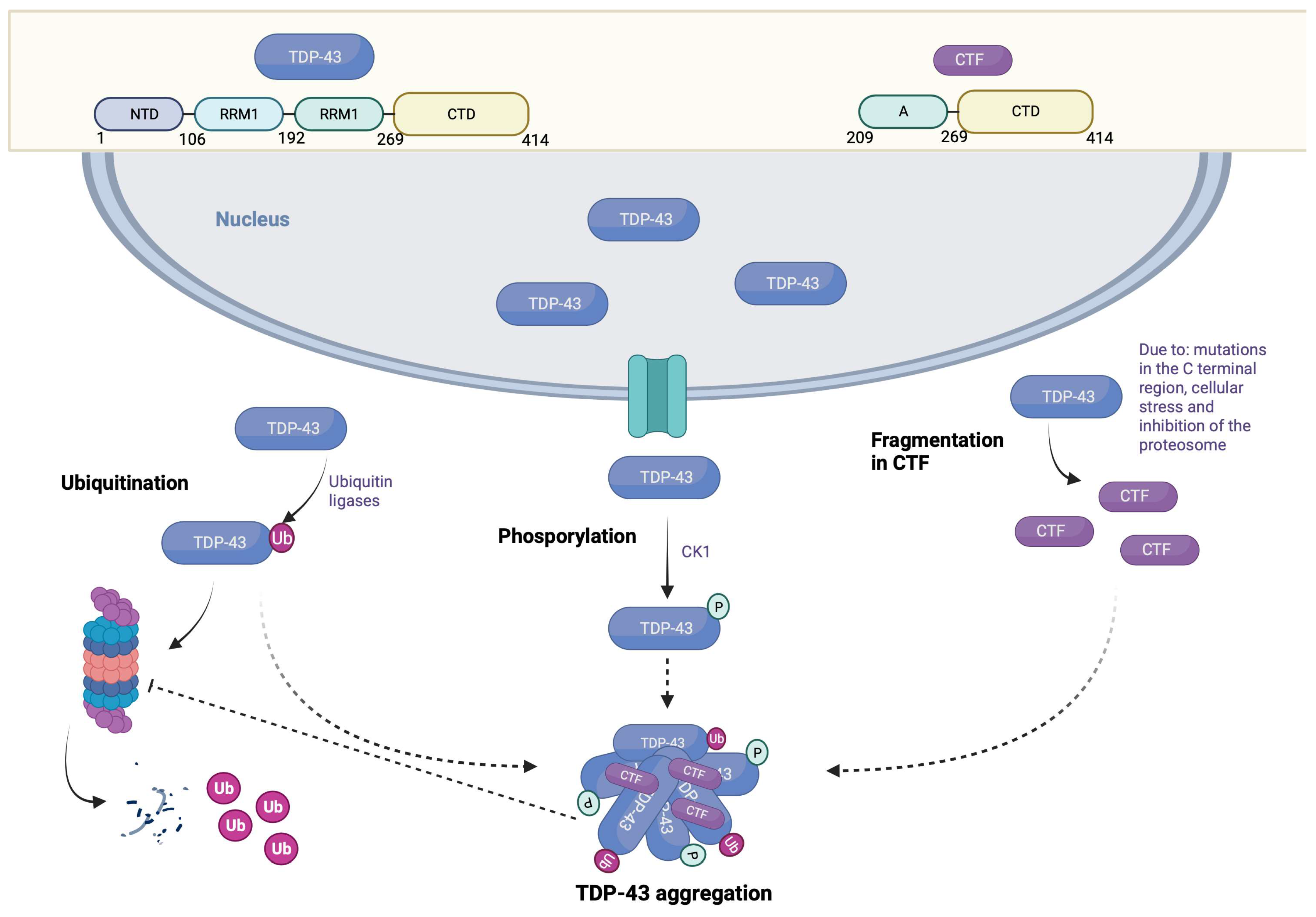 Brainsci 13 01474 g003 Brainsci 13 01474 g003