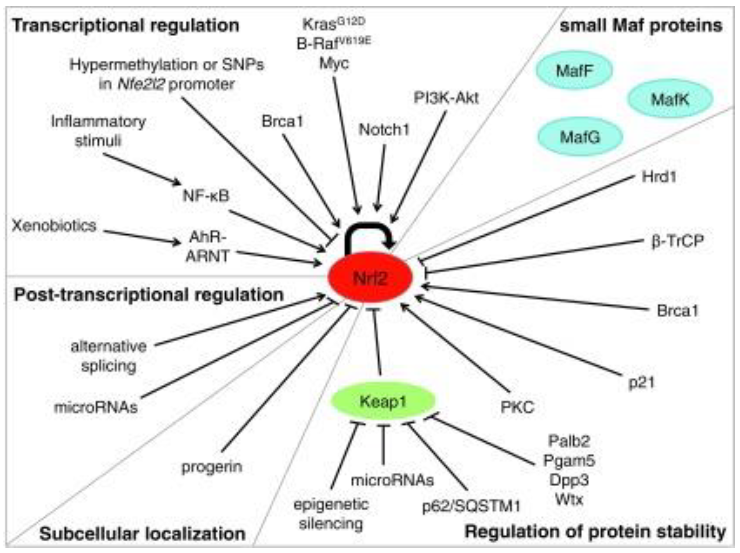Brainsci 13 01532 g005