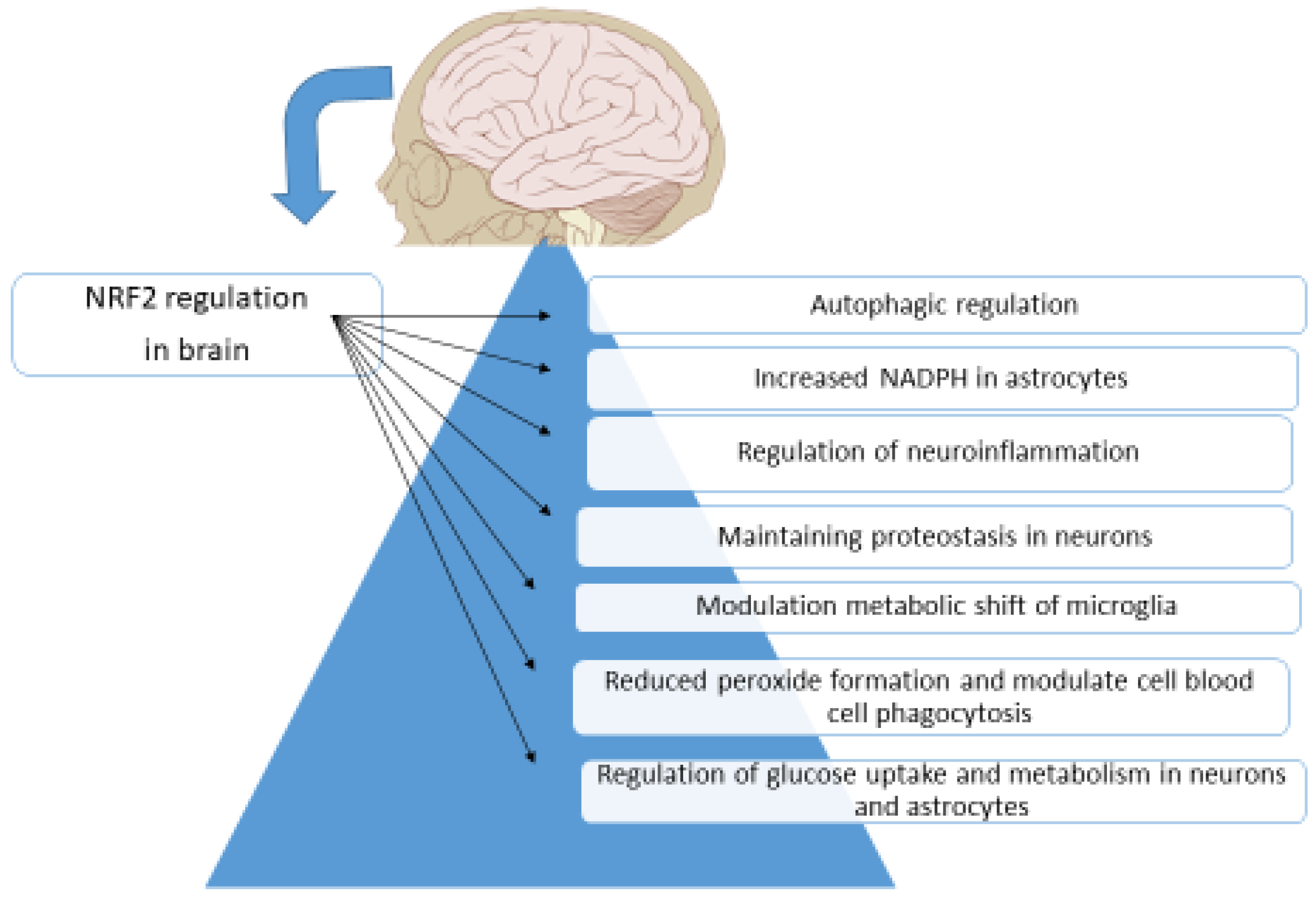 Brainsci 13 01532 g007