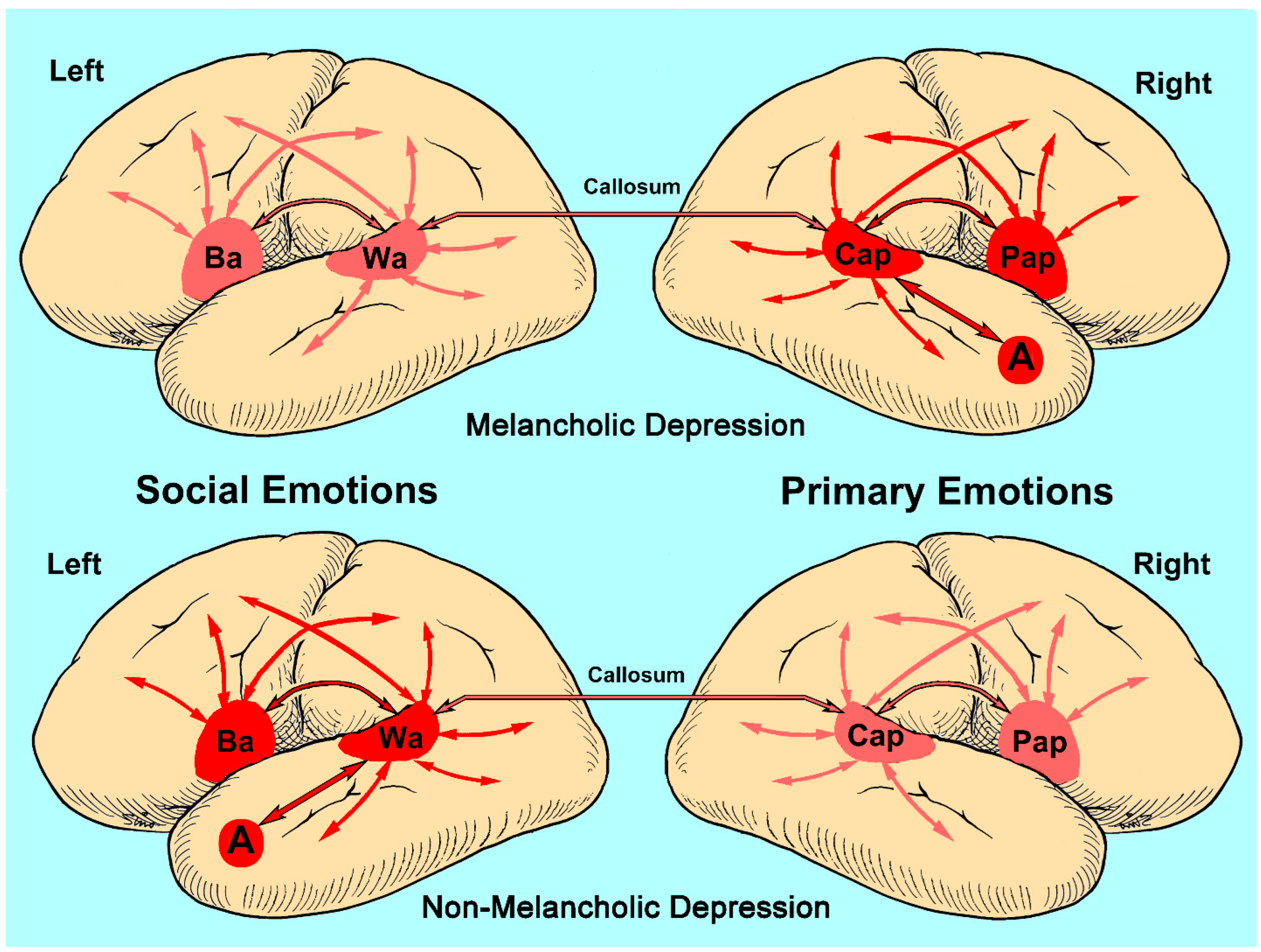Brainsci 13 01572 g003