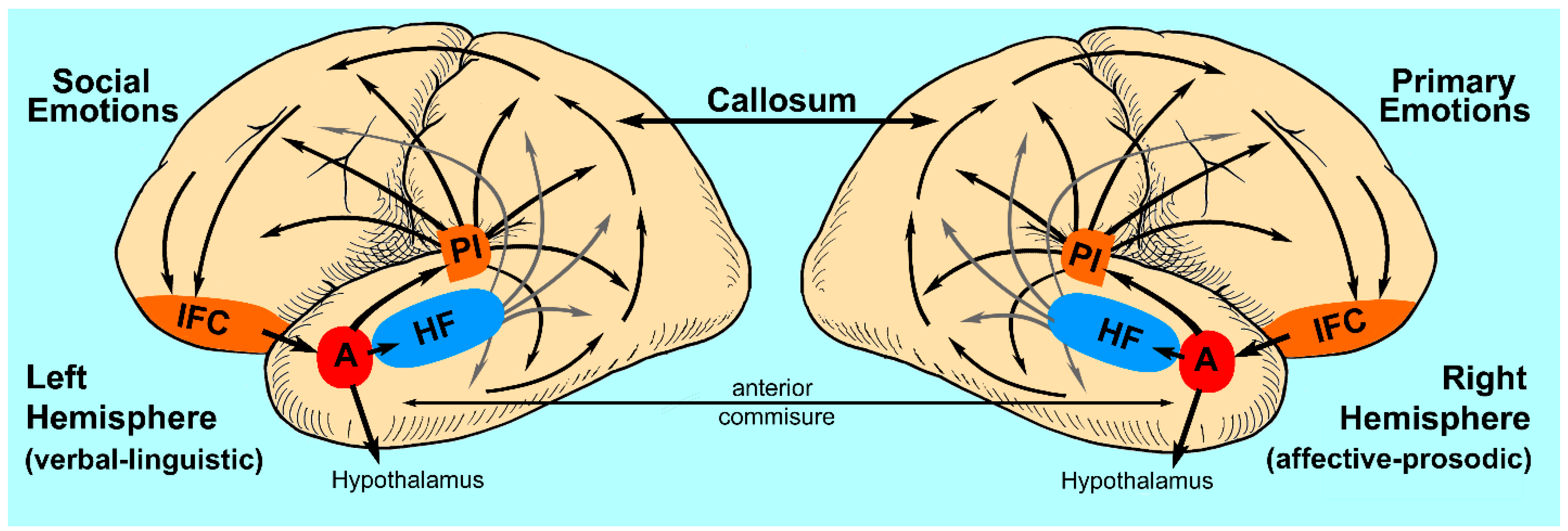 Brainsci 13 01572 g004