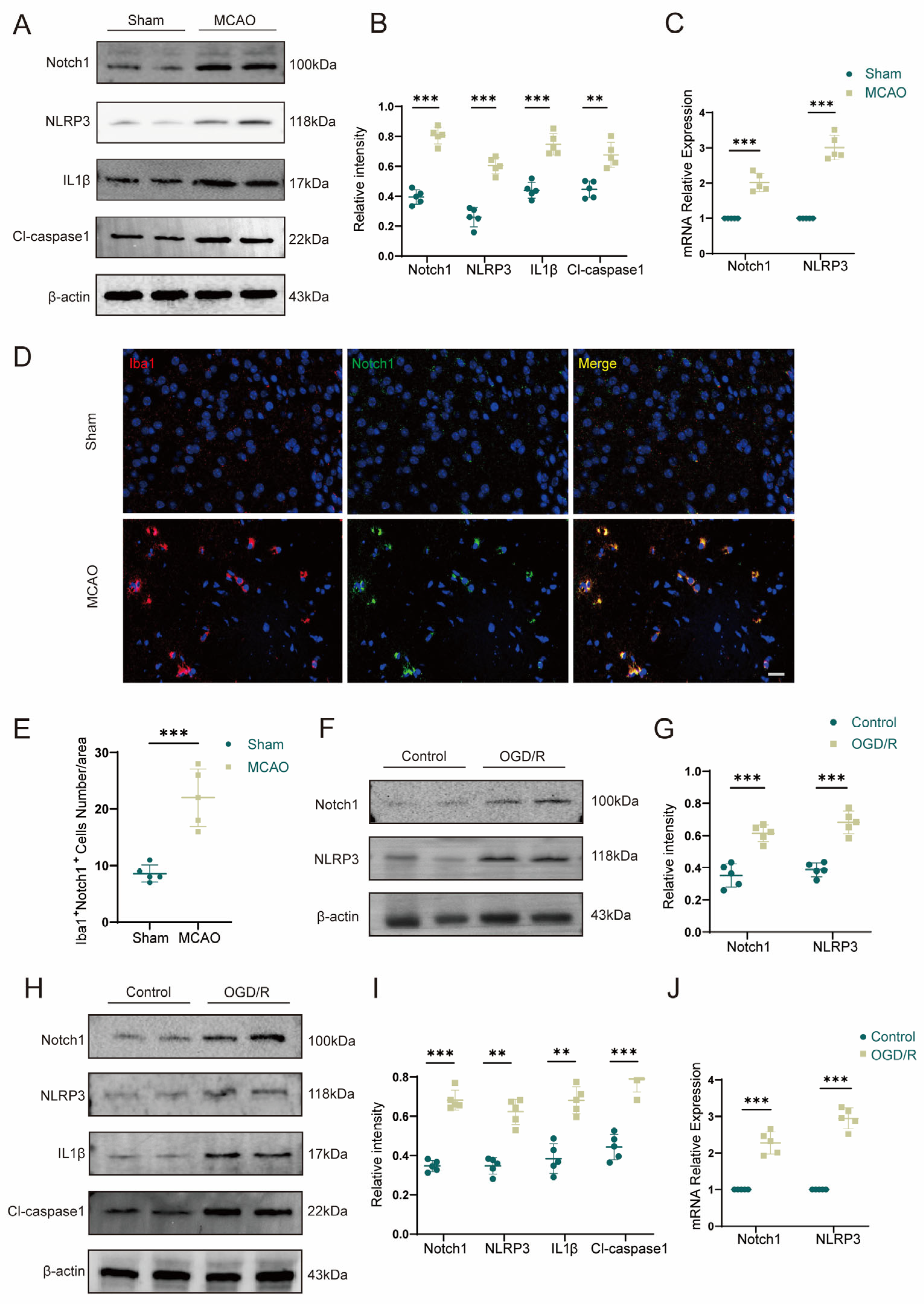 Brainsci 13 01657 g001