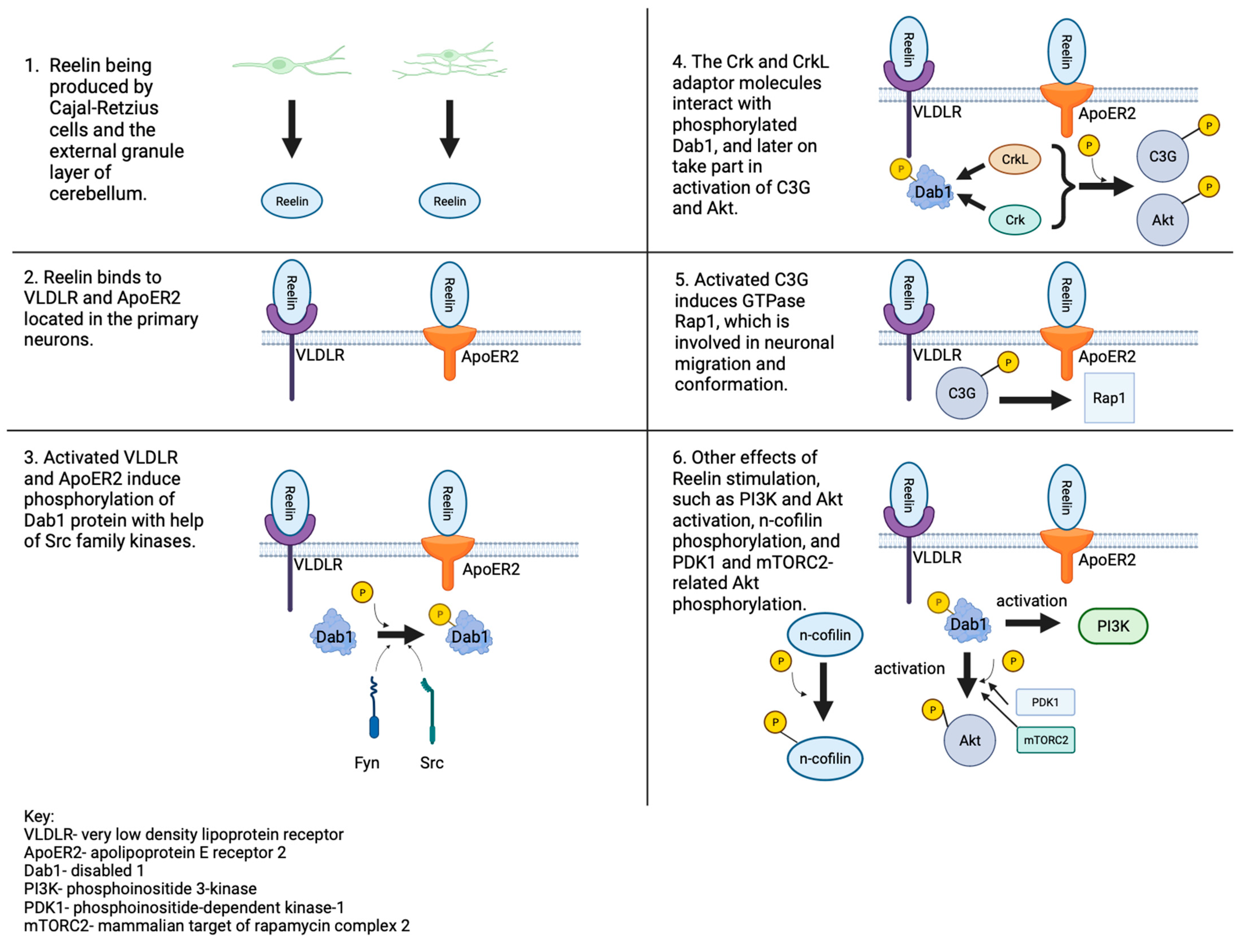 Brainsci 13 01704 g001 Brainsci 13 01704 g001
