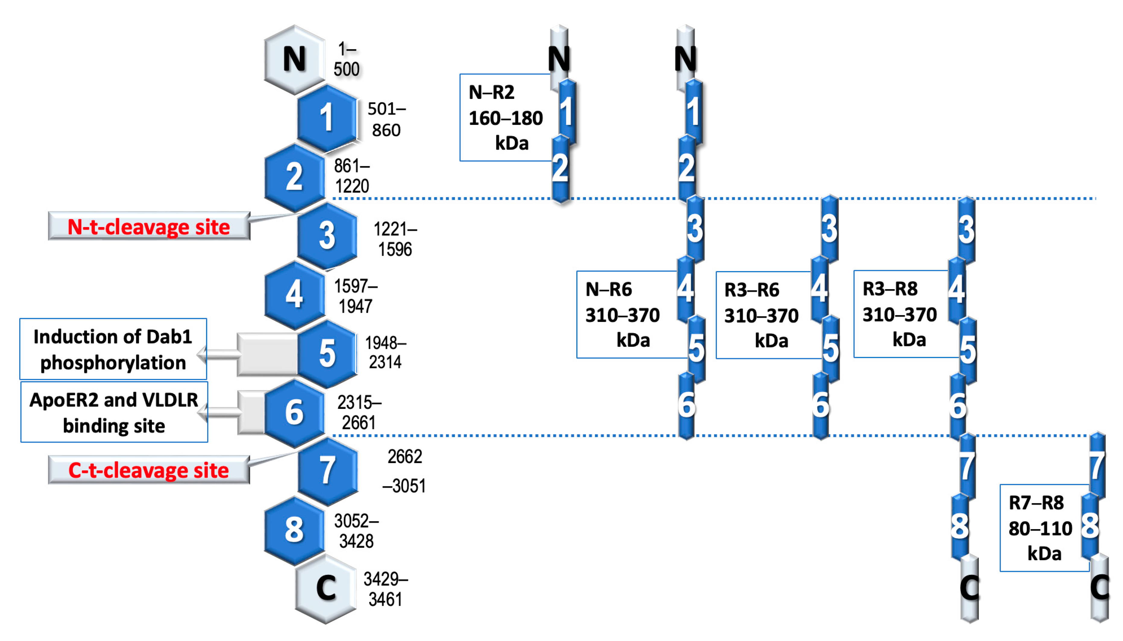 Brainsci 13 01704 g002 Brainsci 13 01704 g002