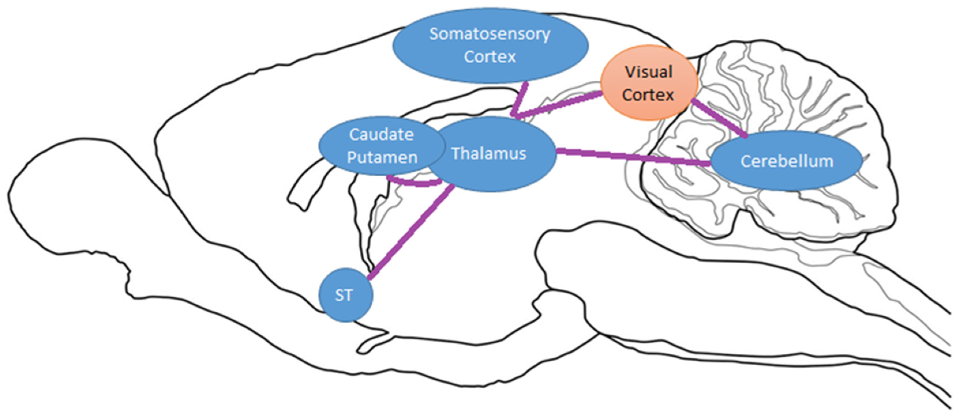 Brainsci 13 01705 g005