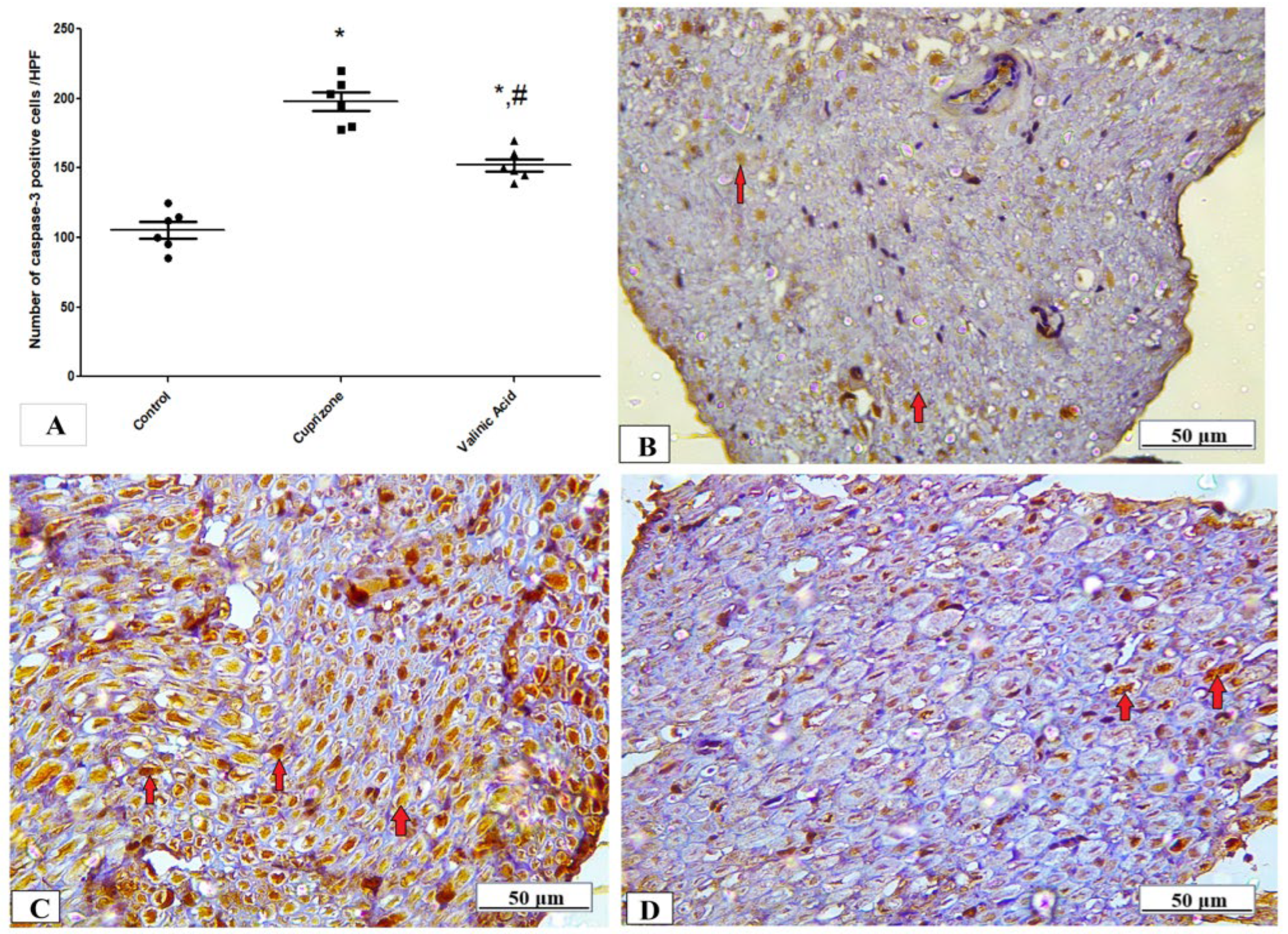 Brainsci 14 00012 g005