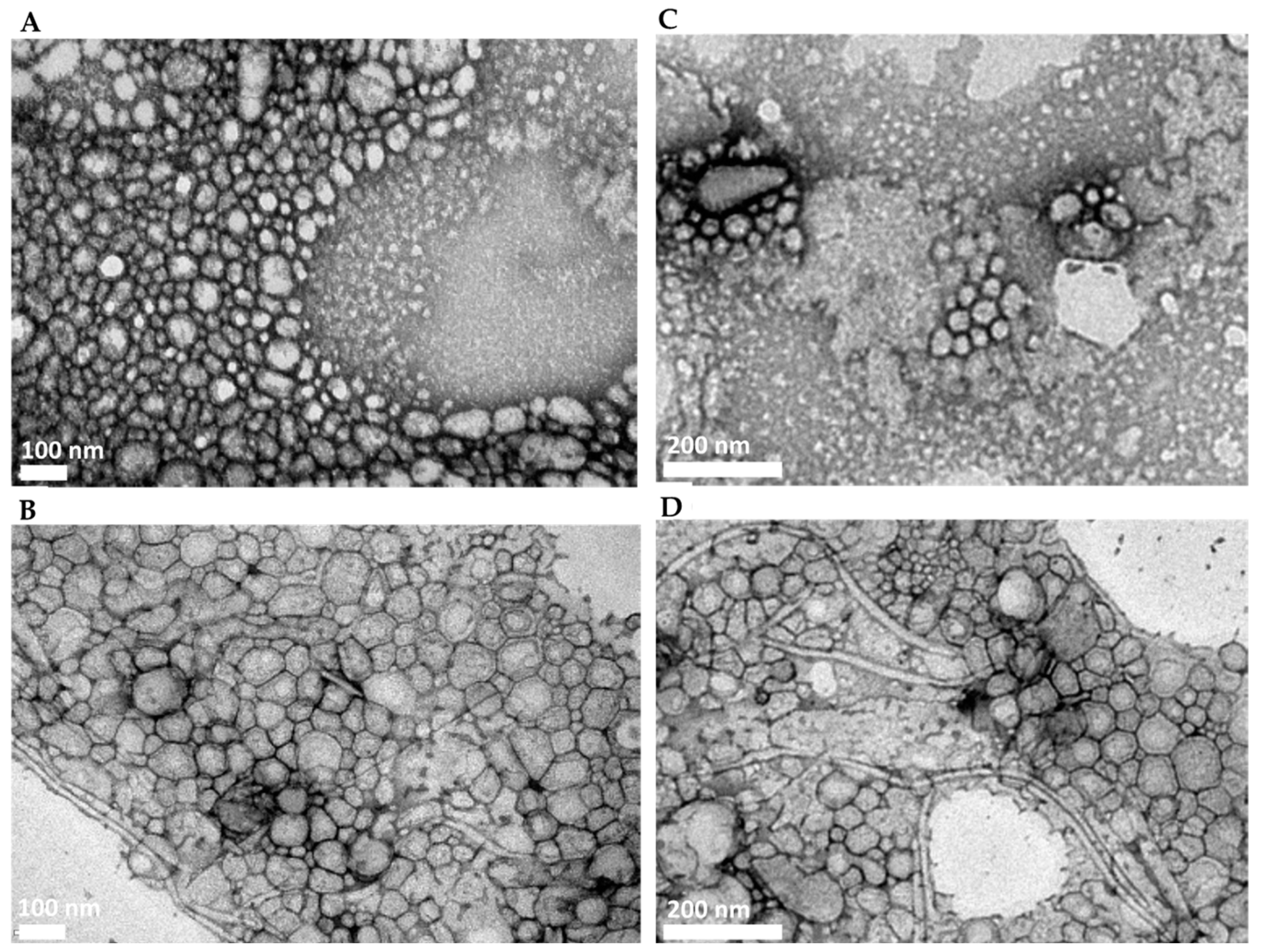 Brainsci 14 00082 g004