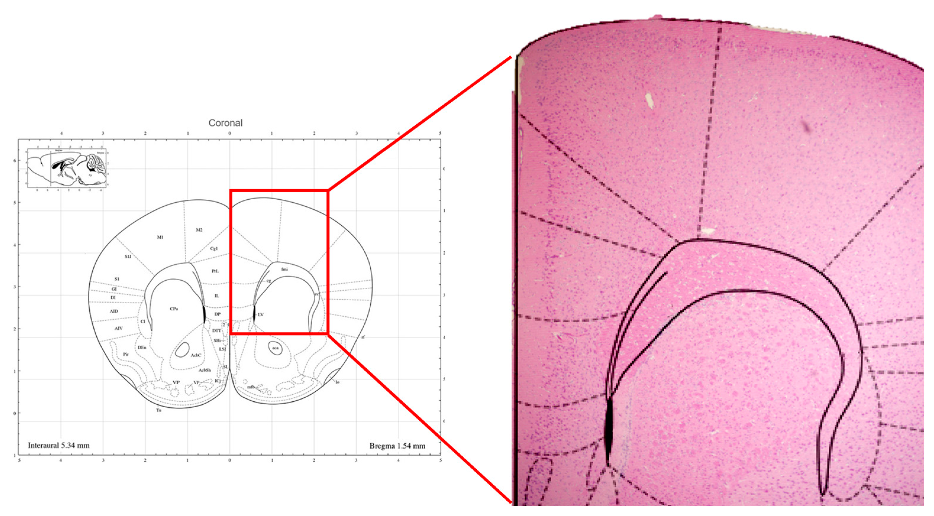 Brainsci 14 00105 g005