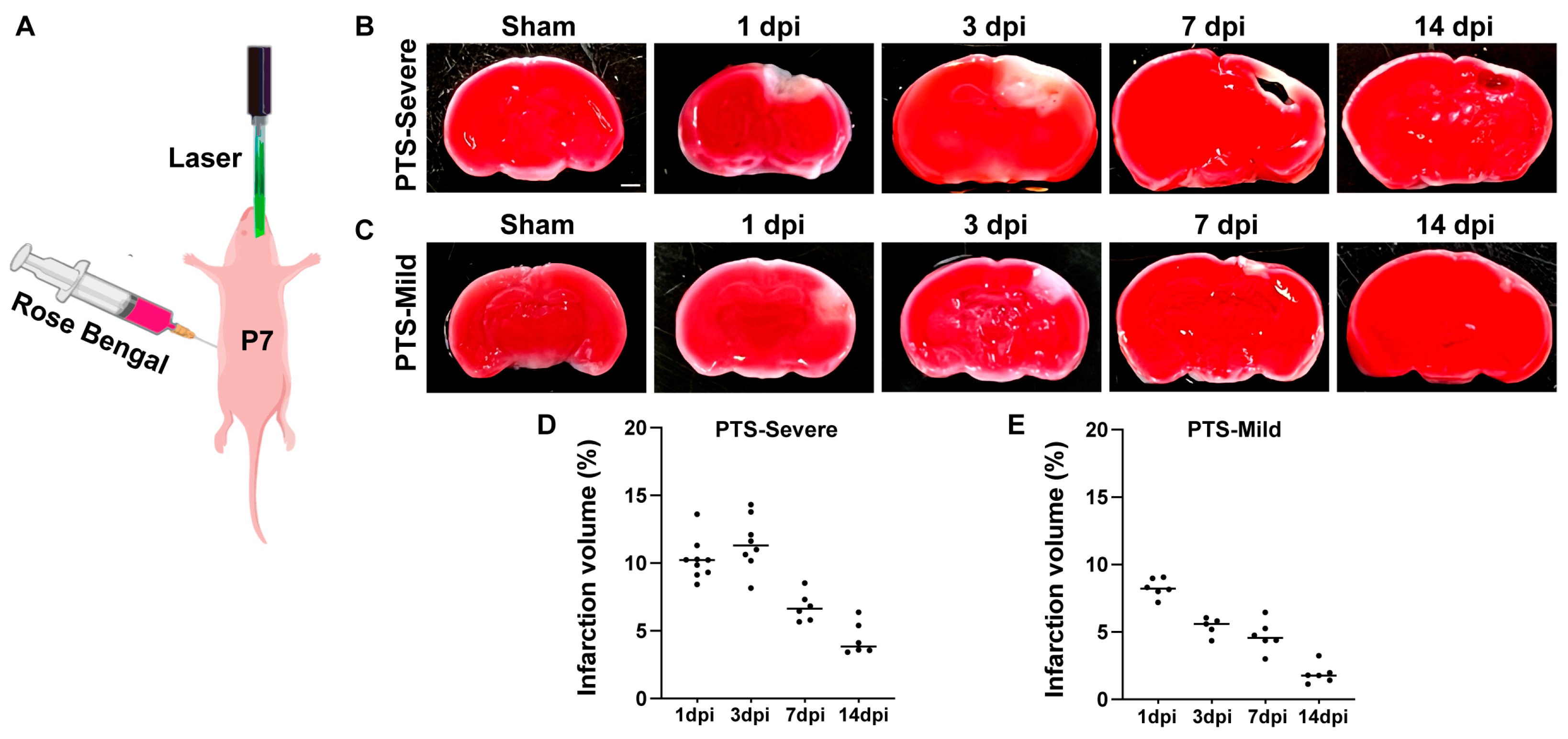 Brainsci 14 00152 g001