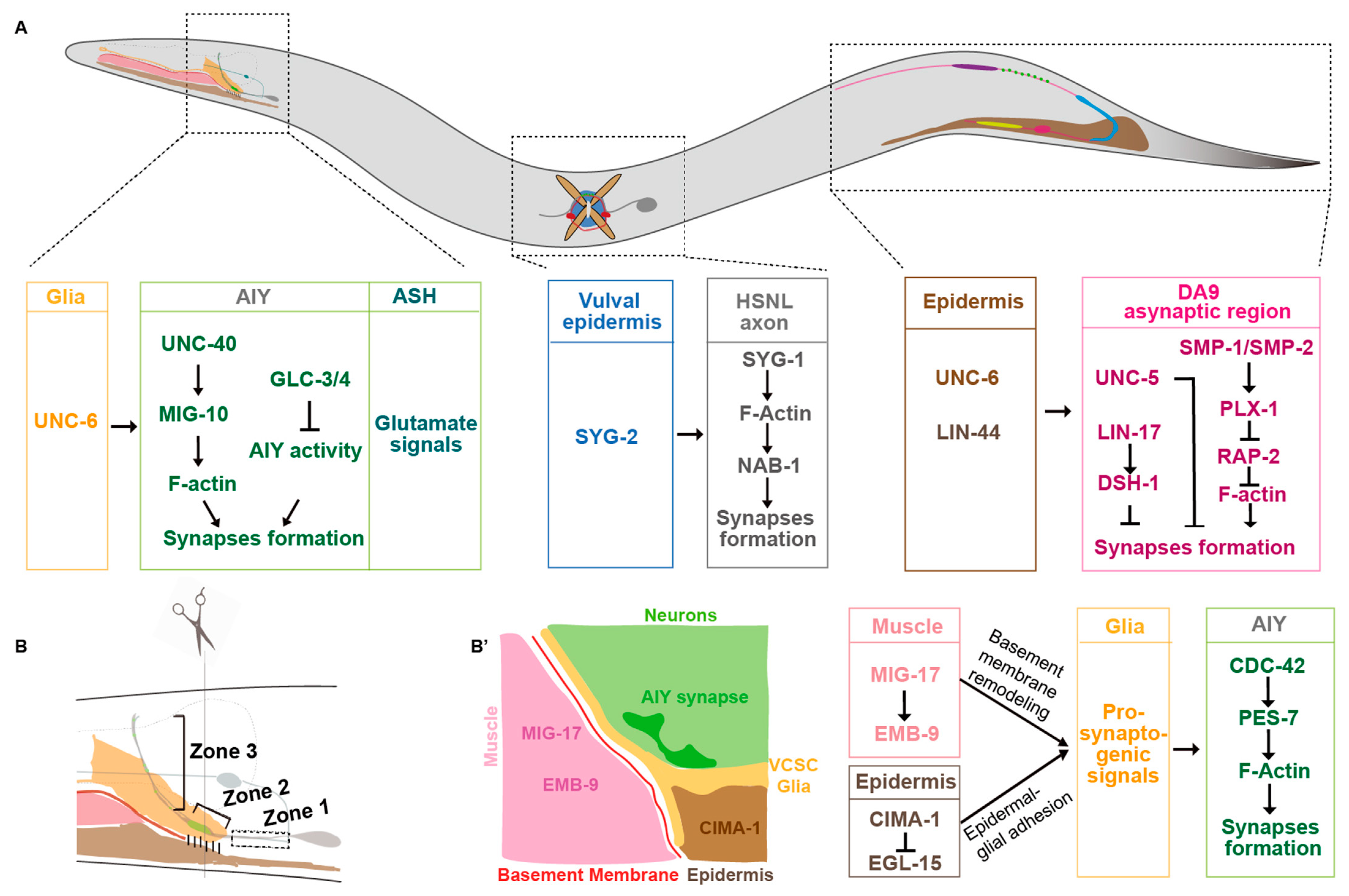 Brainsci 14 00155 g001