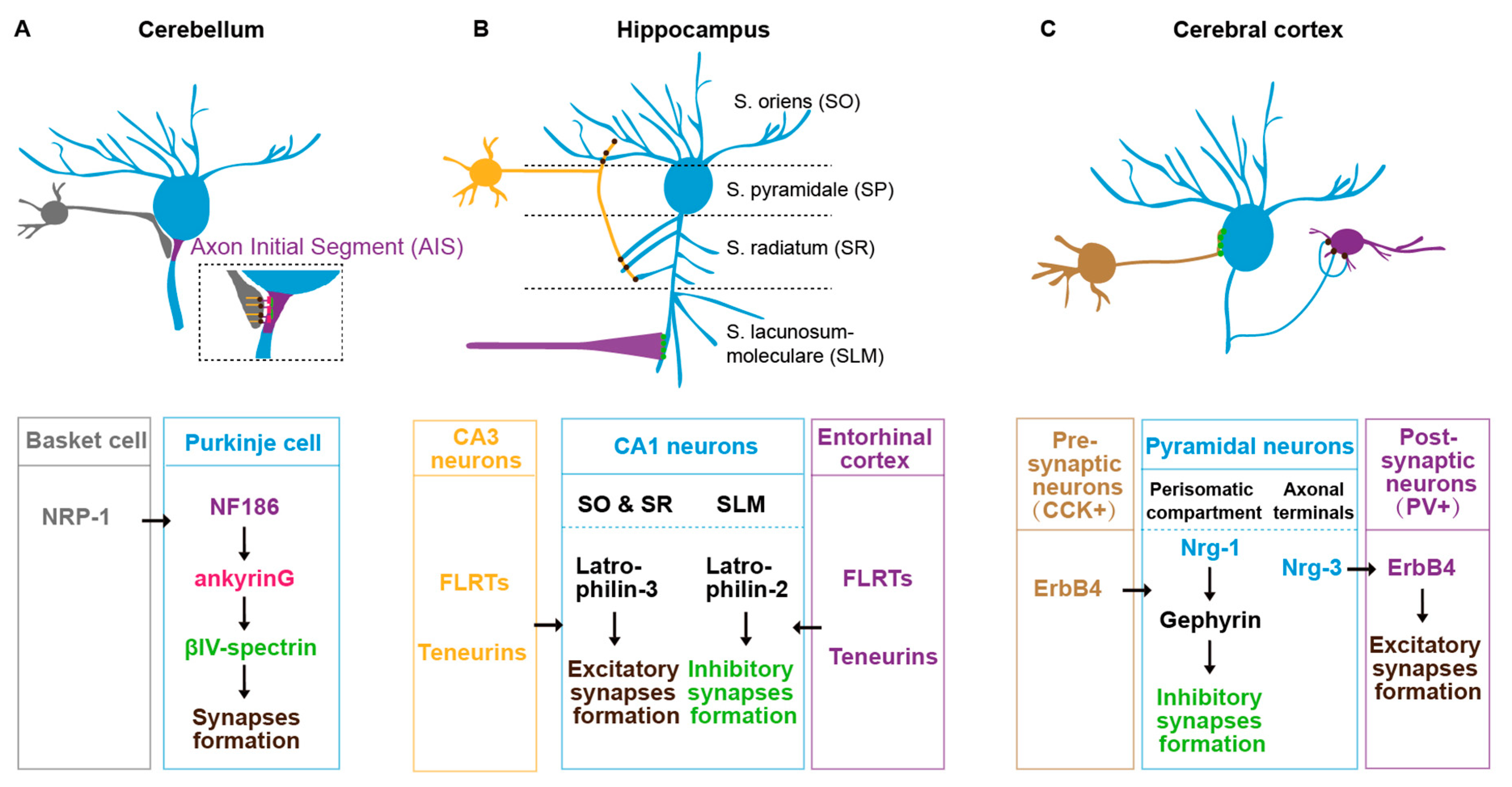 Brainsci 14 00155 g002