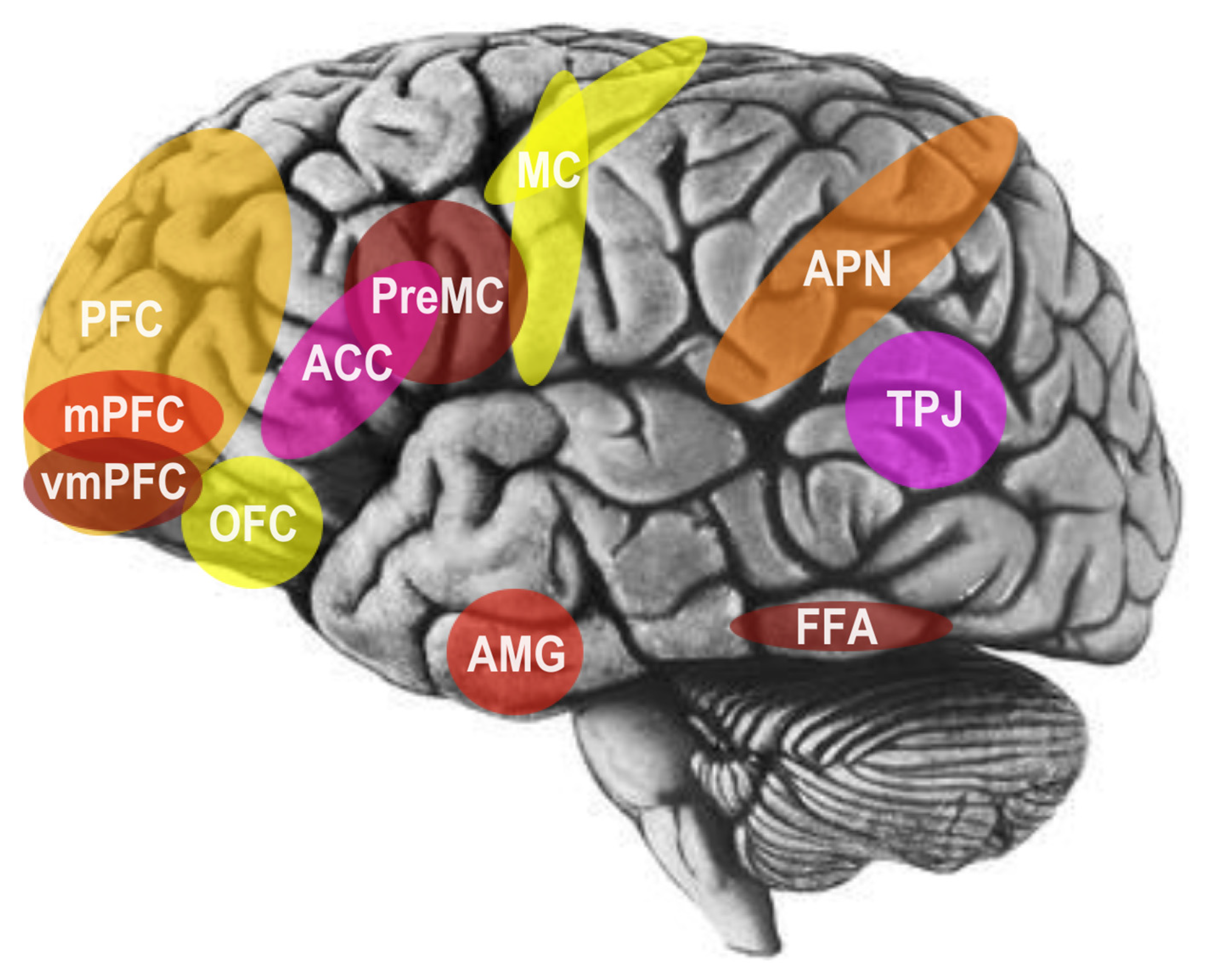 Brainsci 14 00166 g003