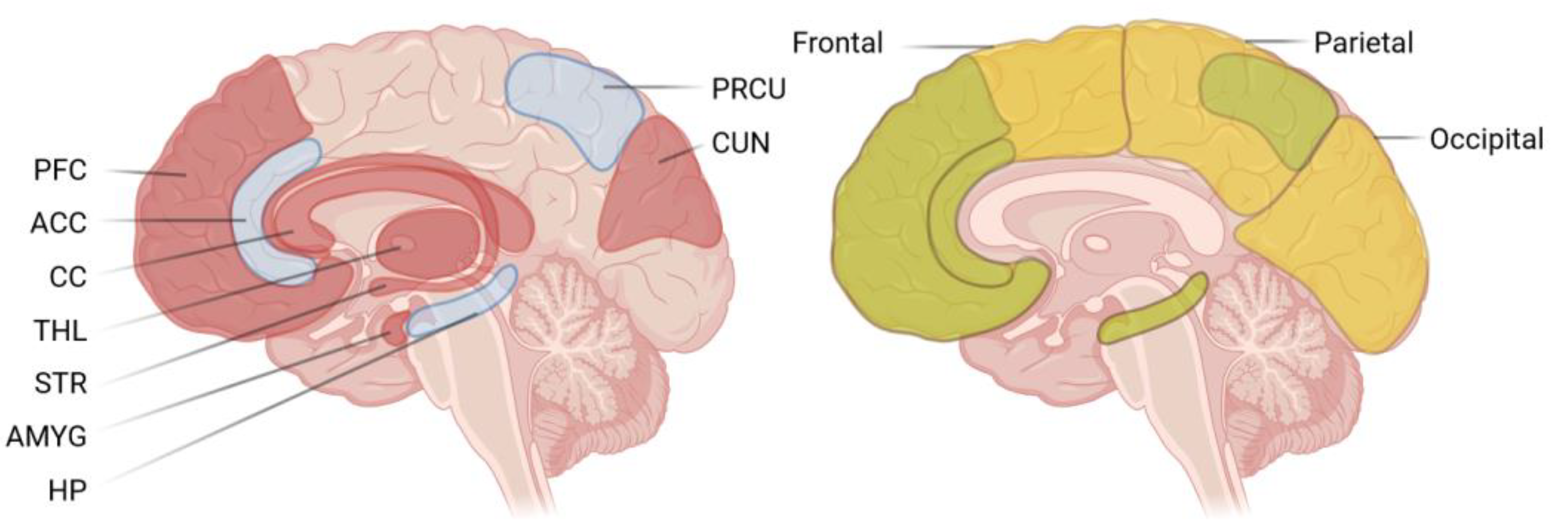 Brainsci 14 00218 g001 Brainsci 14 00218 g001