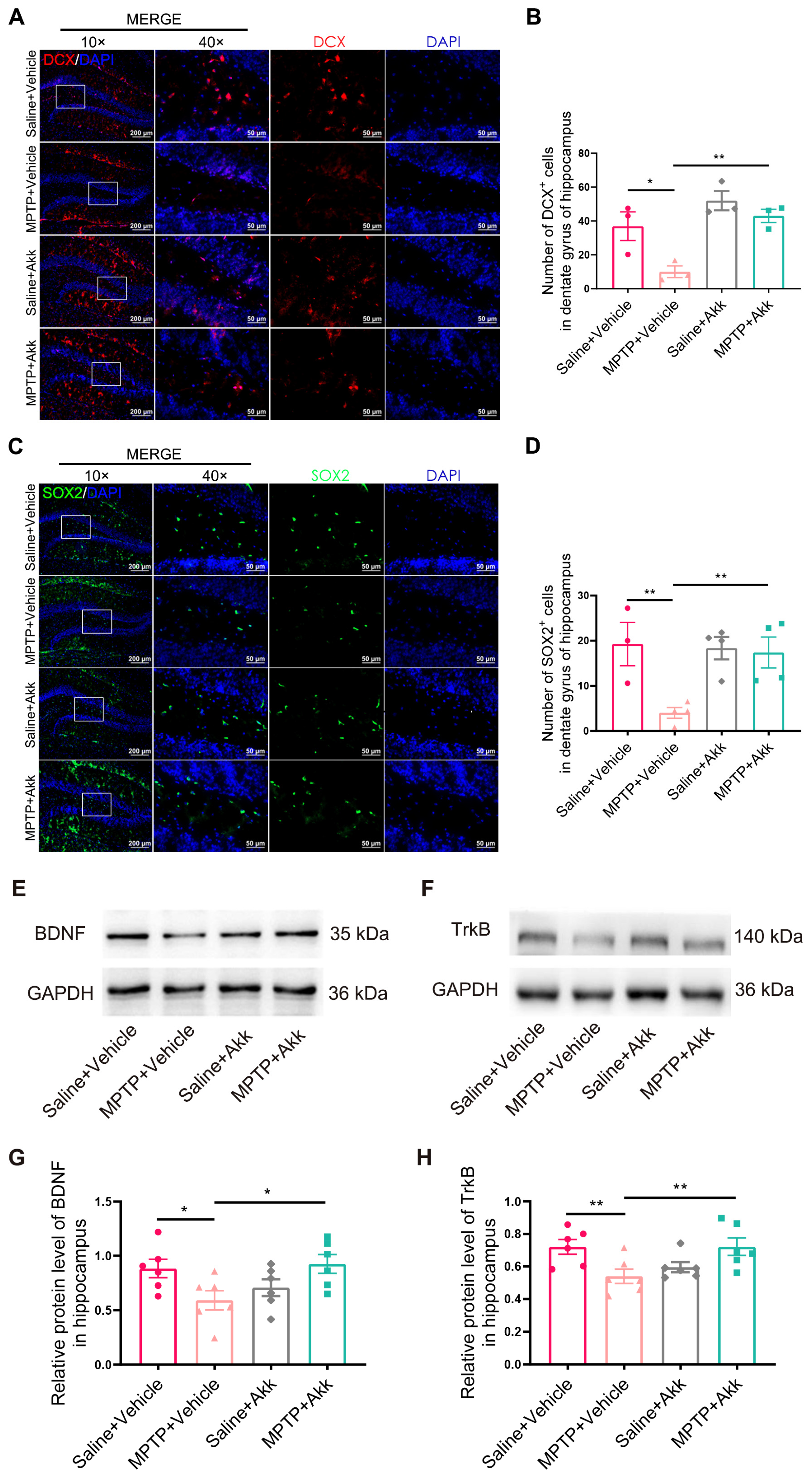 Brainsci 14 00238 g005