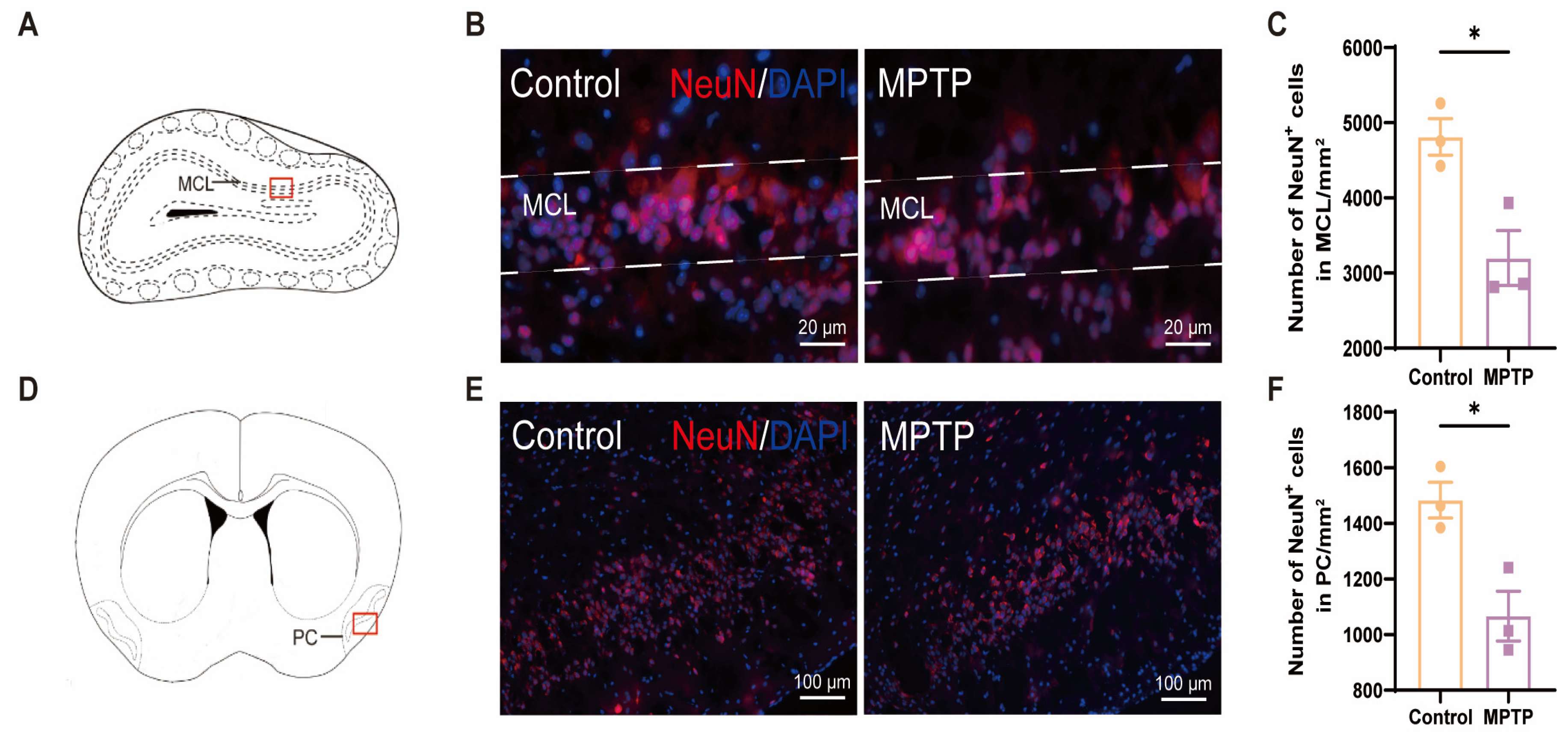 Brainsci 14 00300 g001